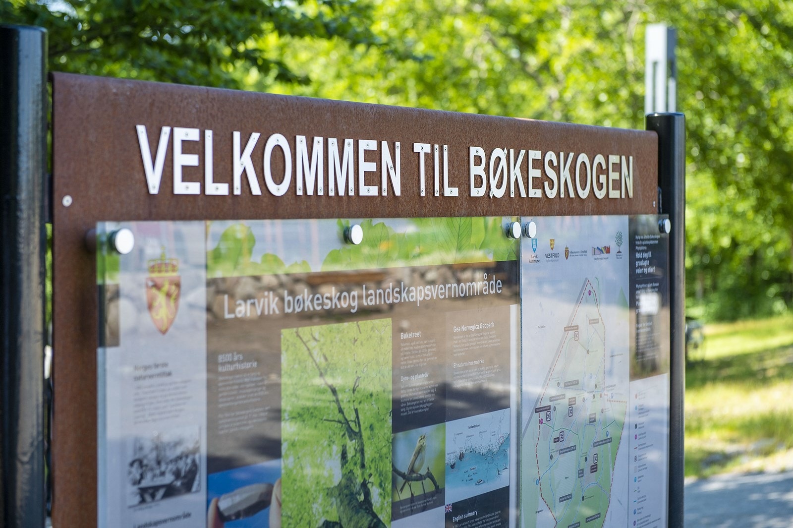 Bøkeskogen. Galleribilde