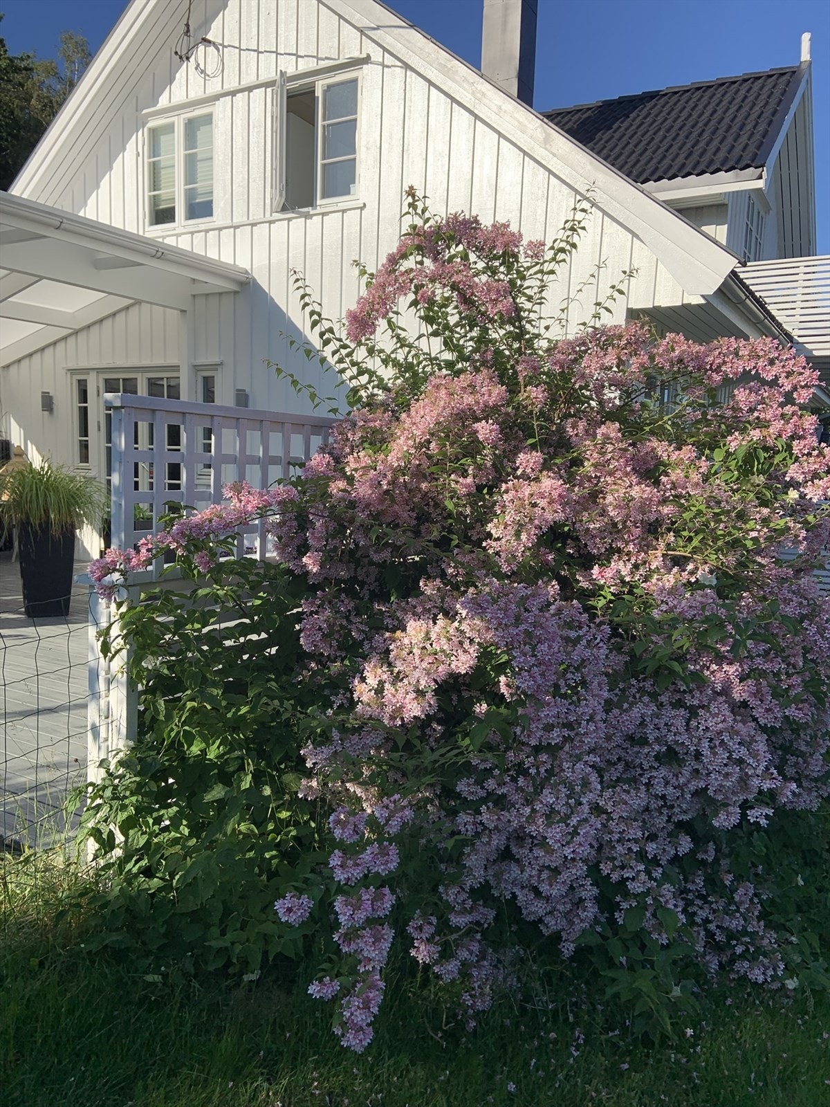 Selger sine bilder Galleribilde