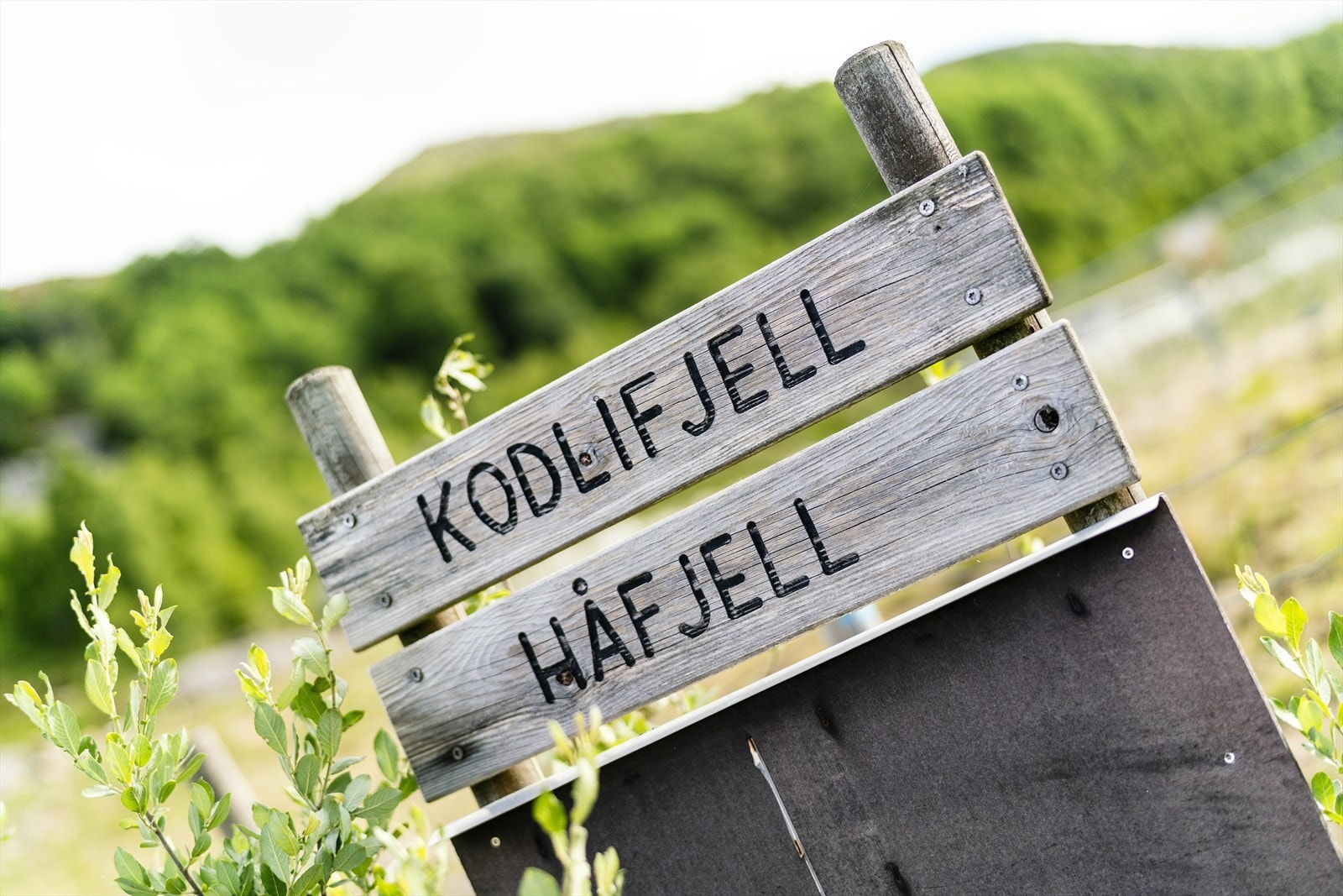 Risfjellet er rett utenfor døren, men Kodlifjell og Håfjell er også turer som starter på dørterskelen Galleribilde