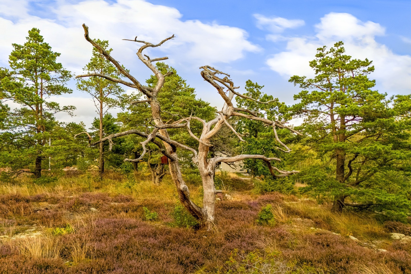 Naturtomten er variert og opparbeidet med diverse beplantning, noe som gir eiendommen et autentisk og naturnært preg Galleribilde