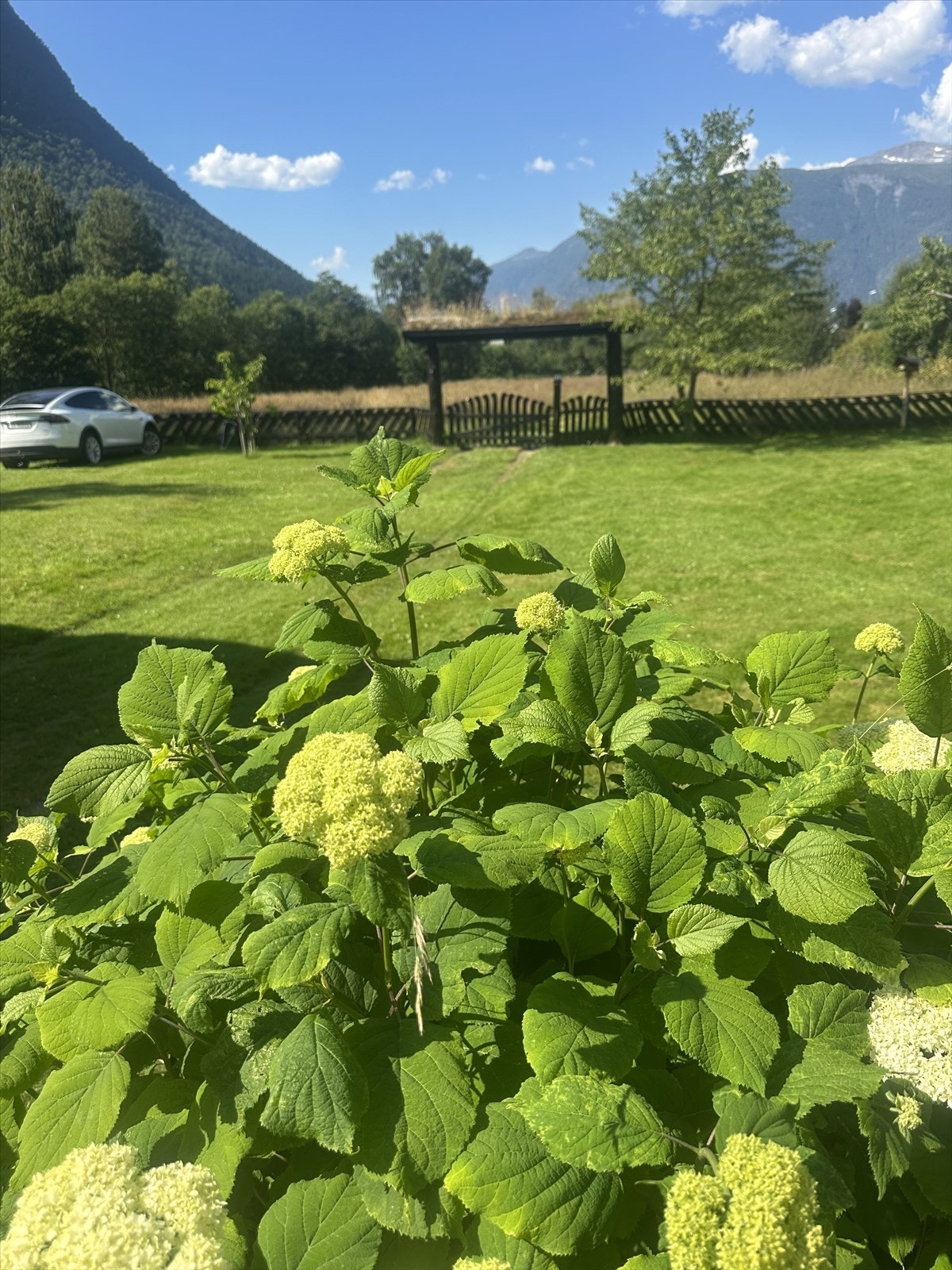 Tomten er opparbeidet med plen og beplantning. Galleribilde