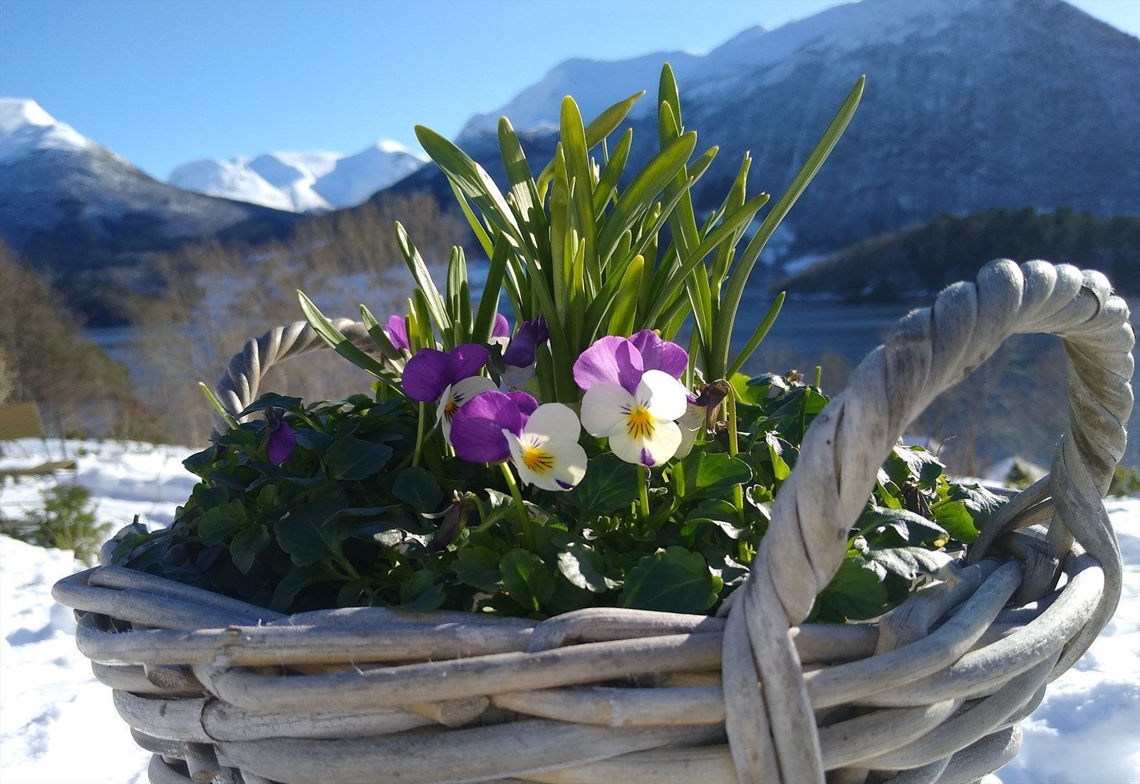 Eiendommen har masse fin flora Galleribilde