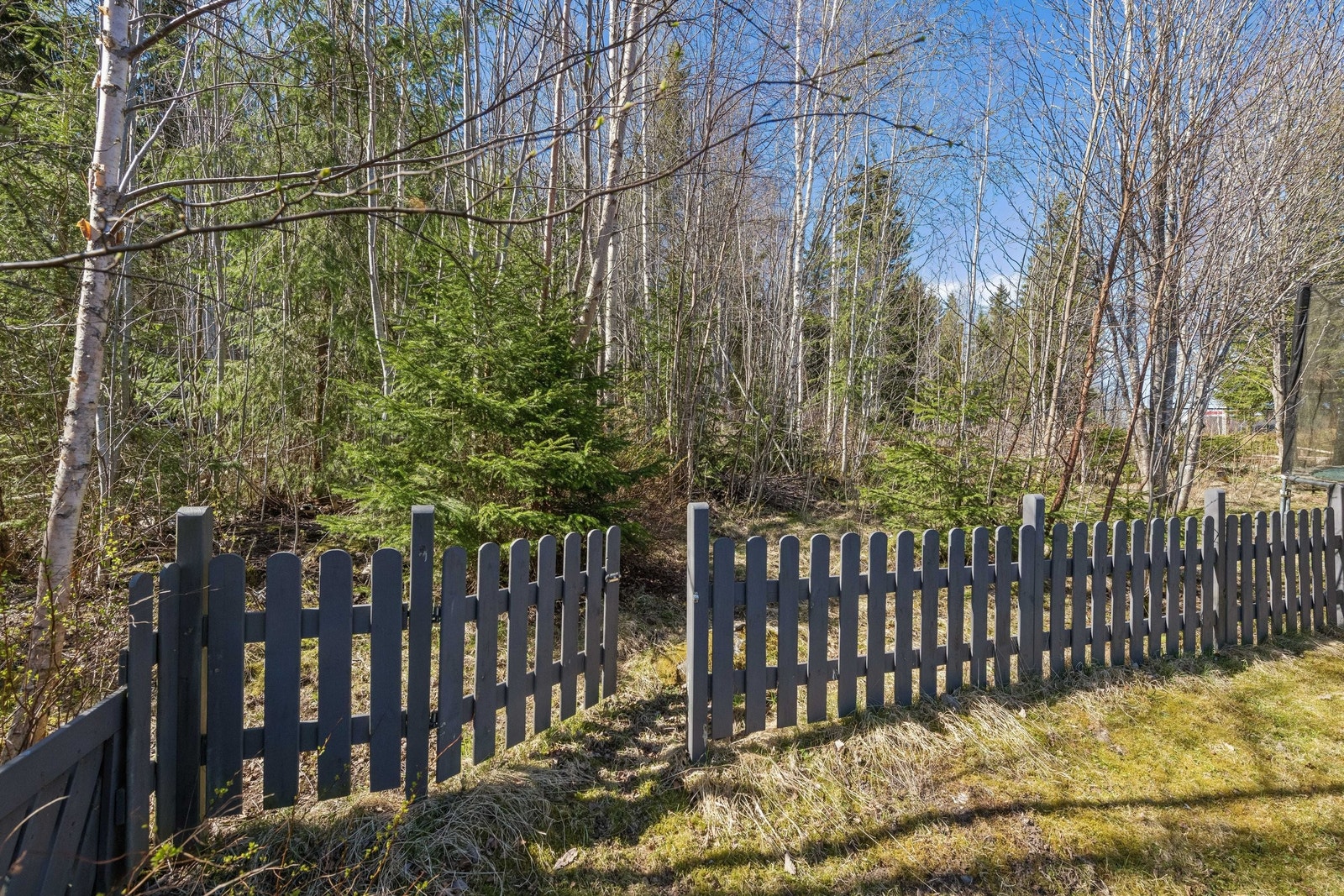 Usjenert hage mot skogen. Galleribilde