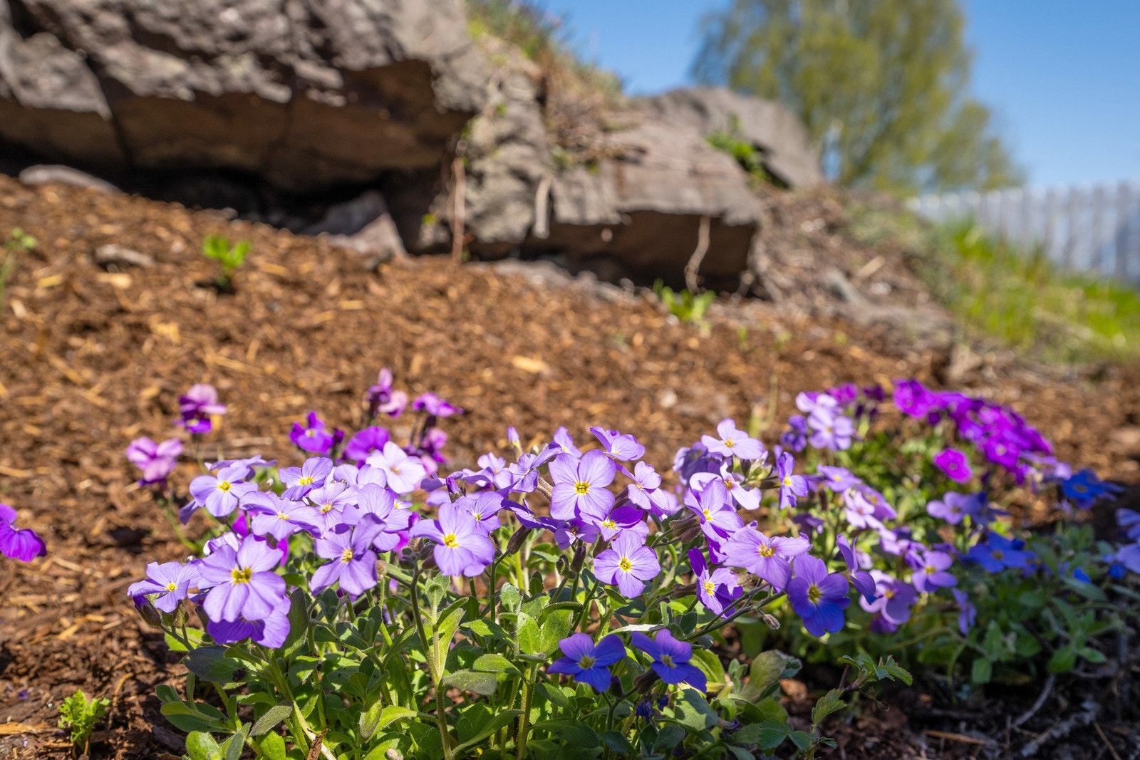 En variert tomt med plen, beplantning, naturtomt og flere terrasser Galleribilde