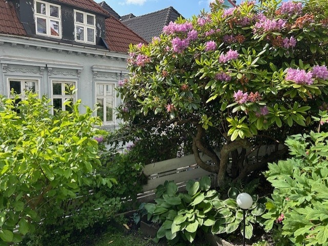 Bilde tatt av eier når det blomstrer i hagen. Galleribilde