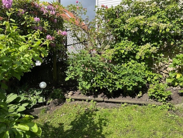 Bilde tatt av eier når det blomstrer i hagen. Galleribilde