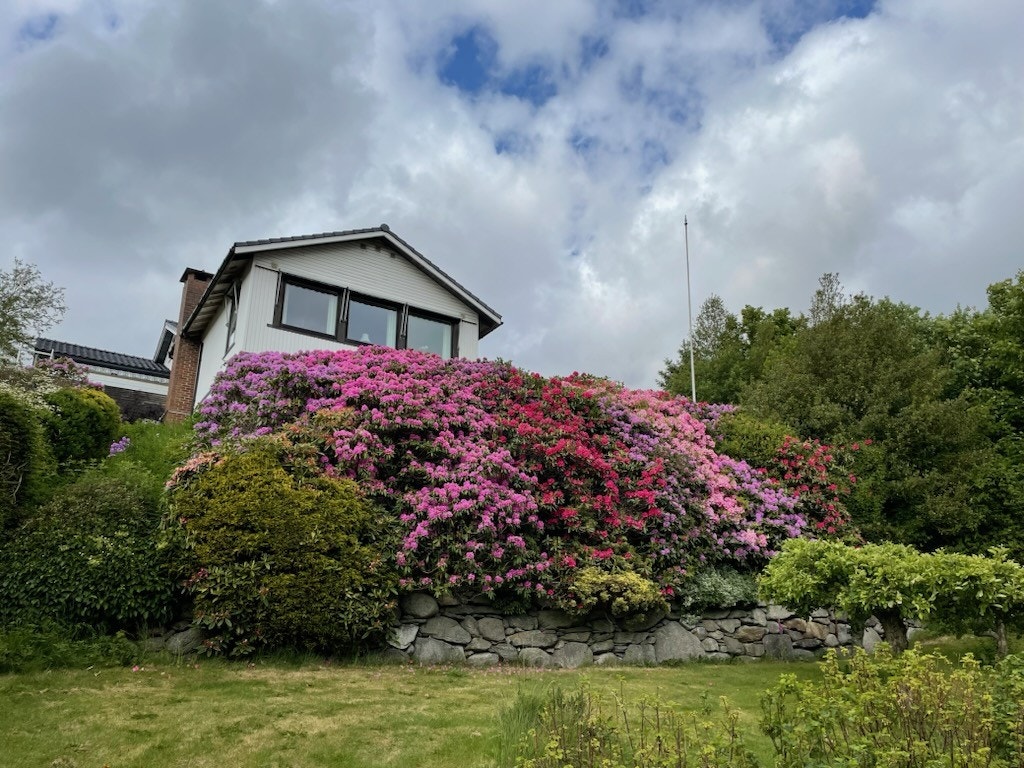 Flotte rhododendron vokser like utenfor huset. (Privat bilde) Galleribilde