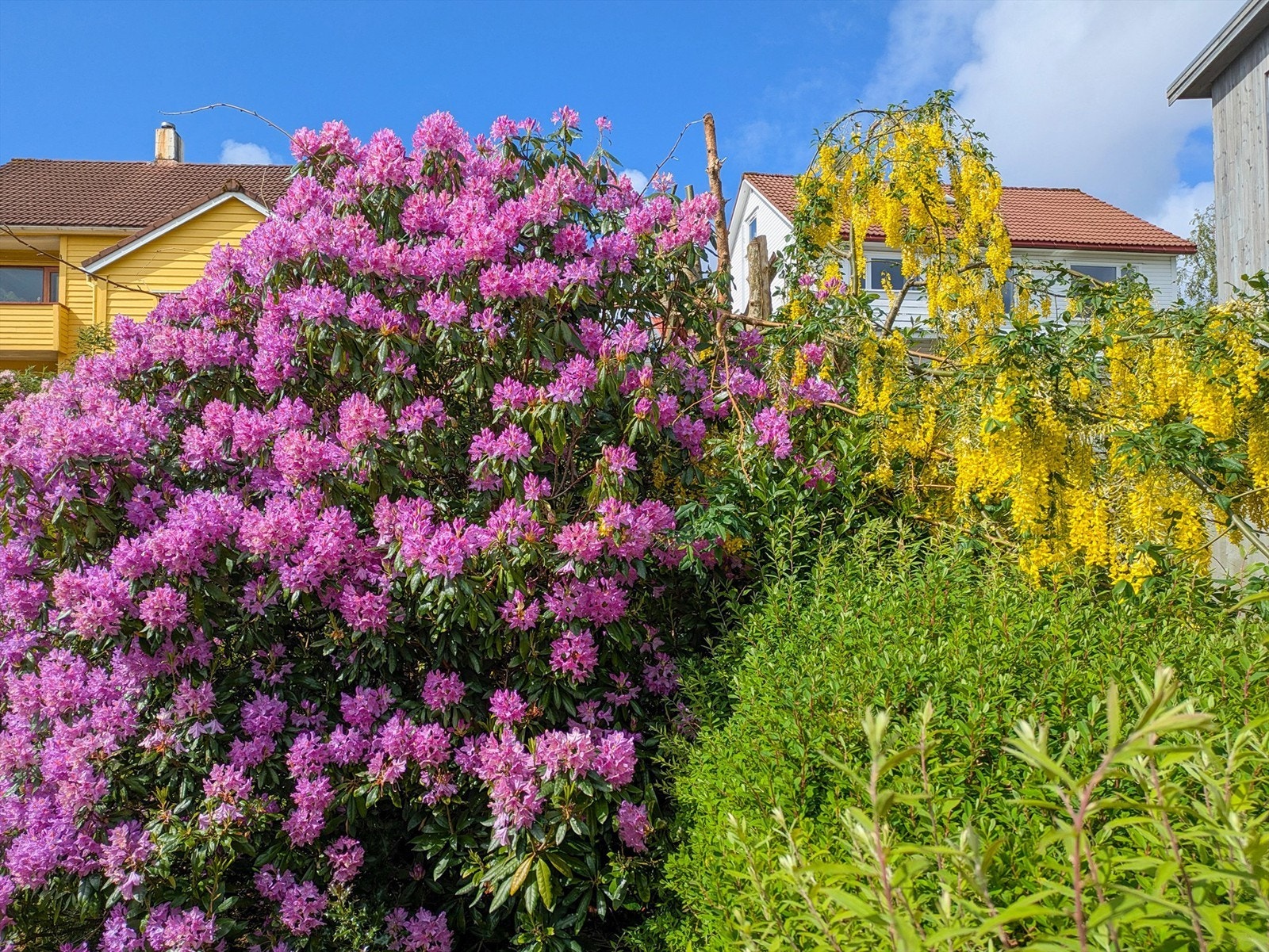 Detalj fra den fargerike og blomstrende hagen. Galleribilde