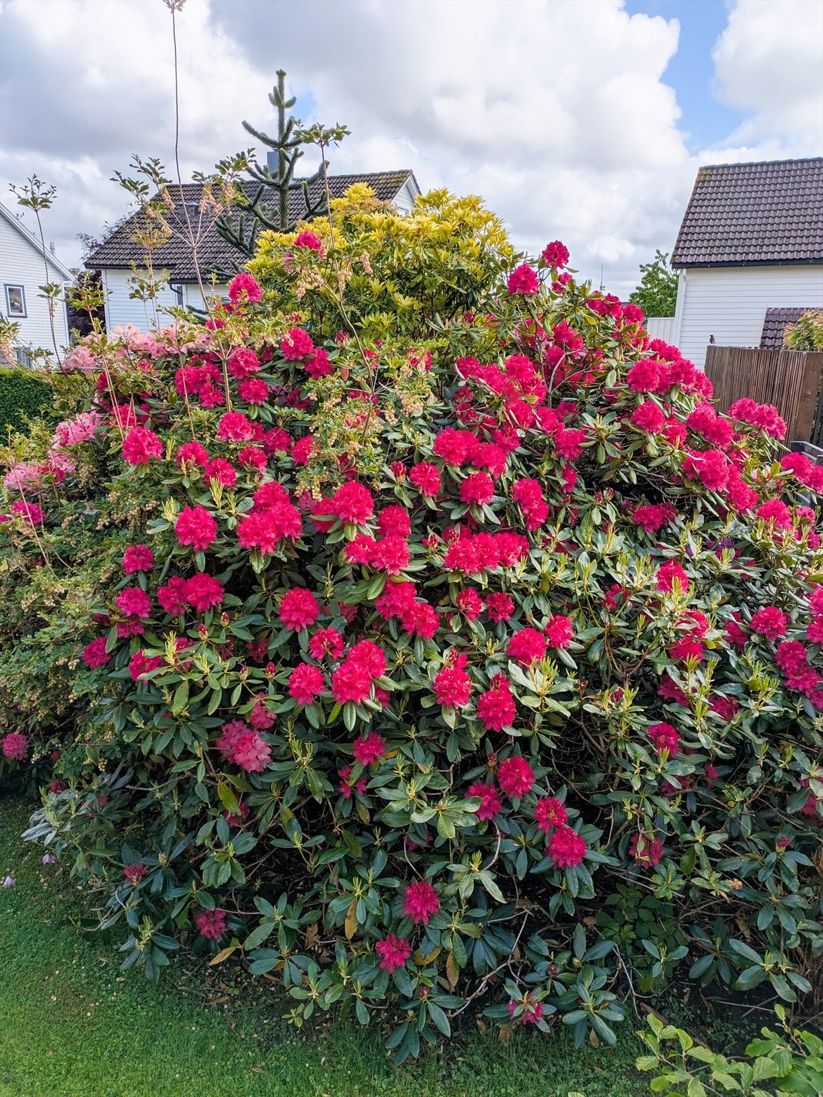 Rhododendron i full blomst. Galleribilde