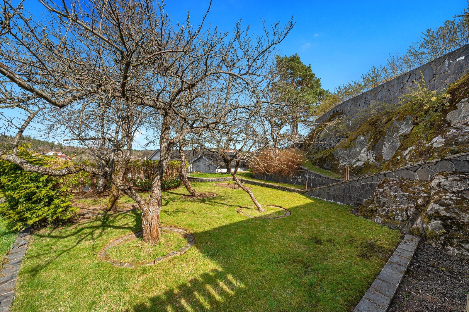 Frukthage hvor det er eple, pære og morelltre. Galleribilde