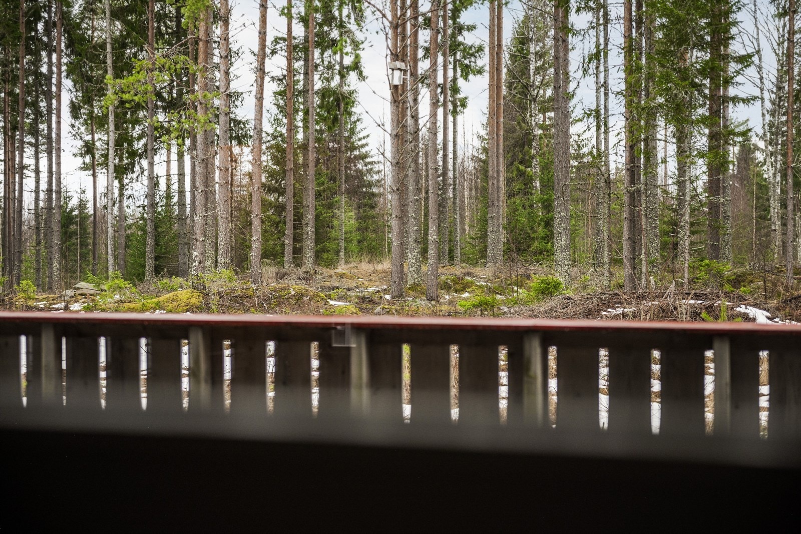 Utsikt mot skogen og dens ro fra terrassen. Galleribilde
