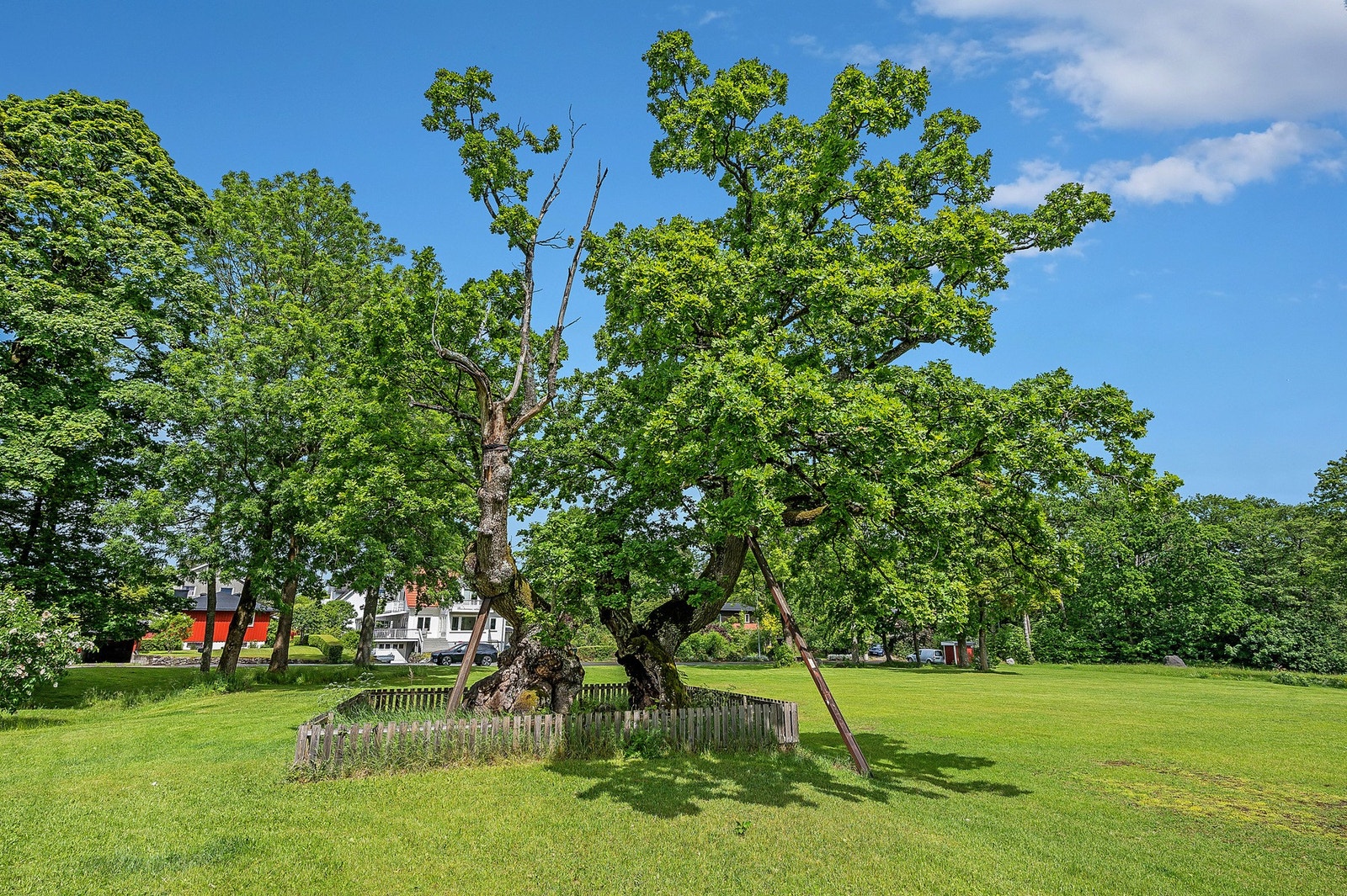 Tusenårseika Galleribilde