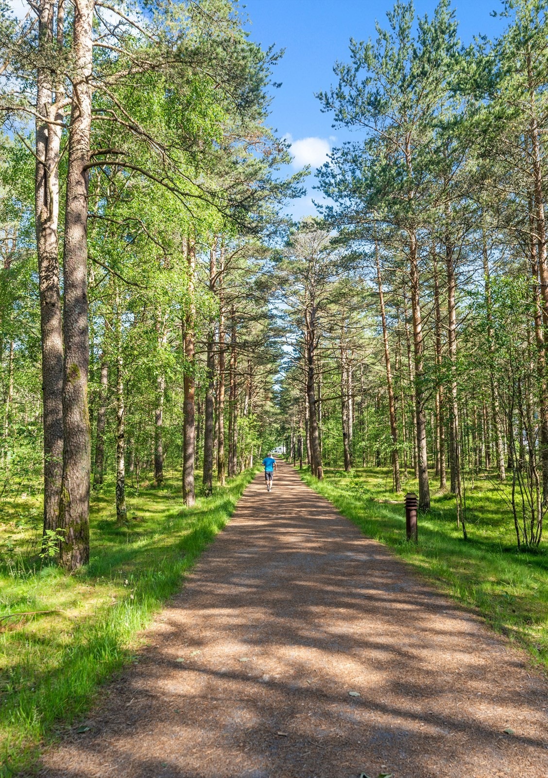 Furulunden, ett ypperlig område for rekreasjon, turer og trening. Galleribilde