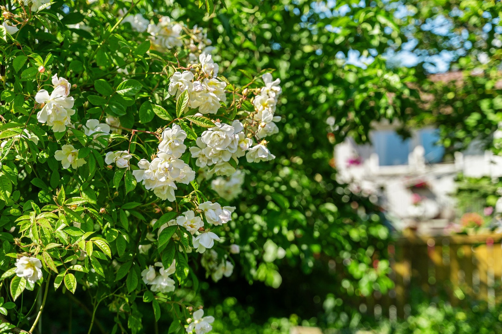 Blomstrende beplantning som gir uteområdet et grønt og levende preg. Galleribilde