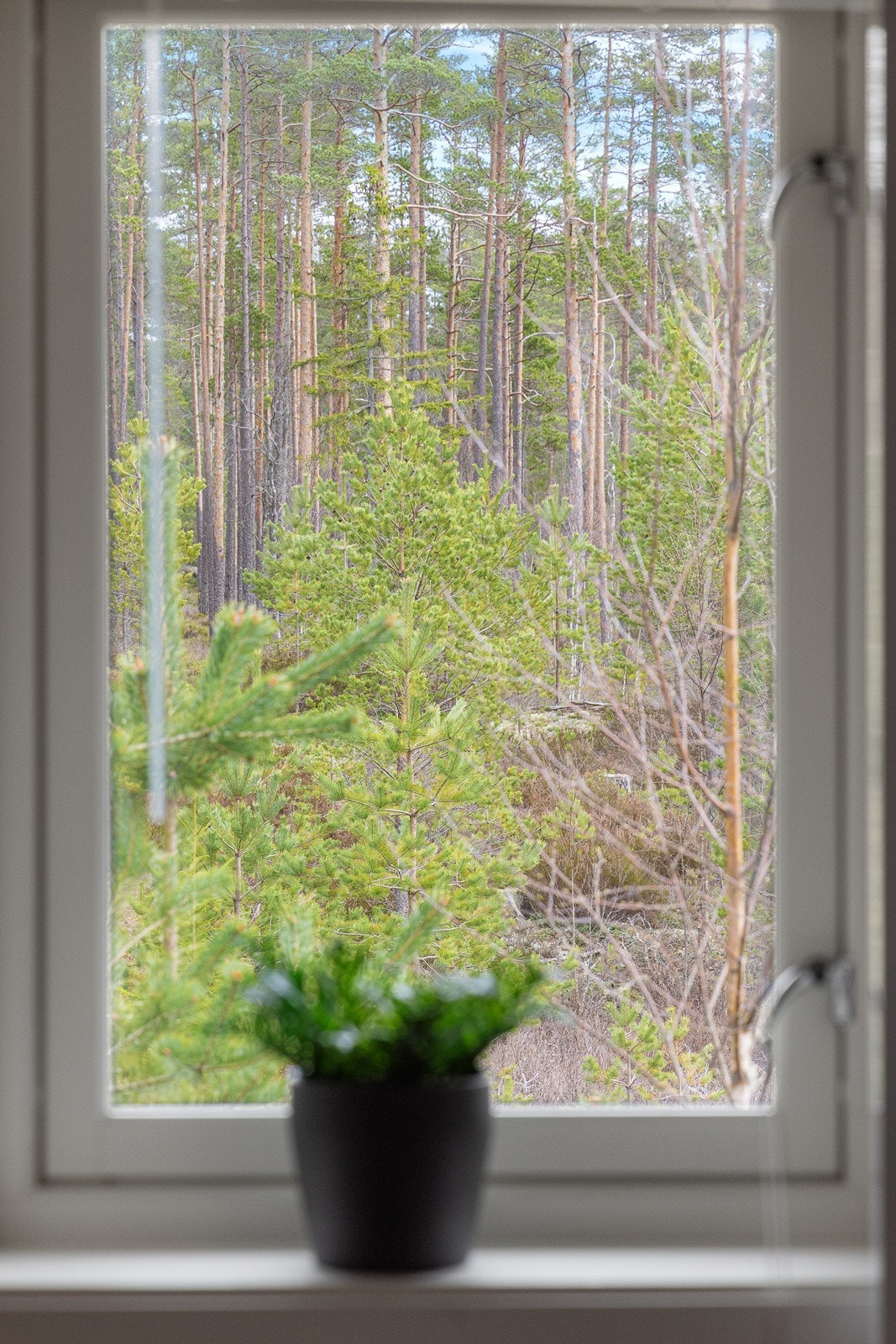 Nydelig utsikt og tett på naturen. Galleribilde