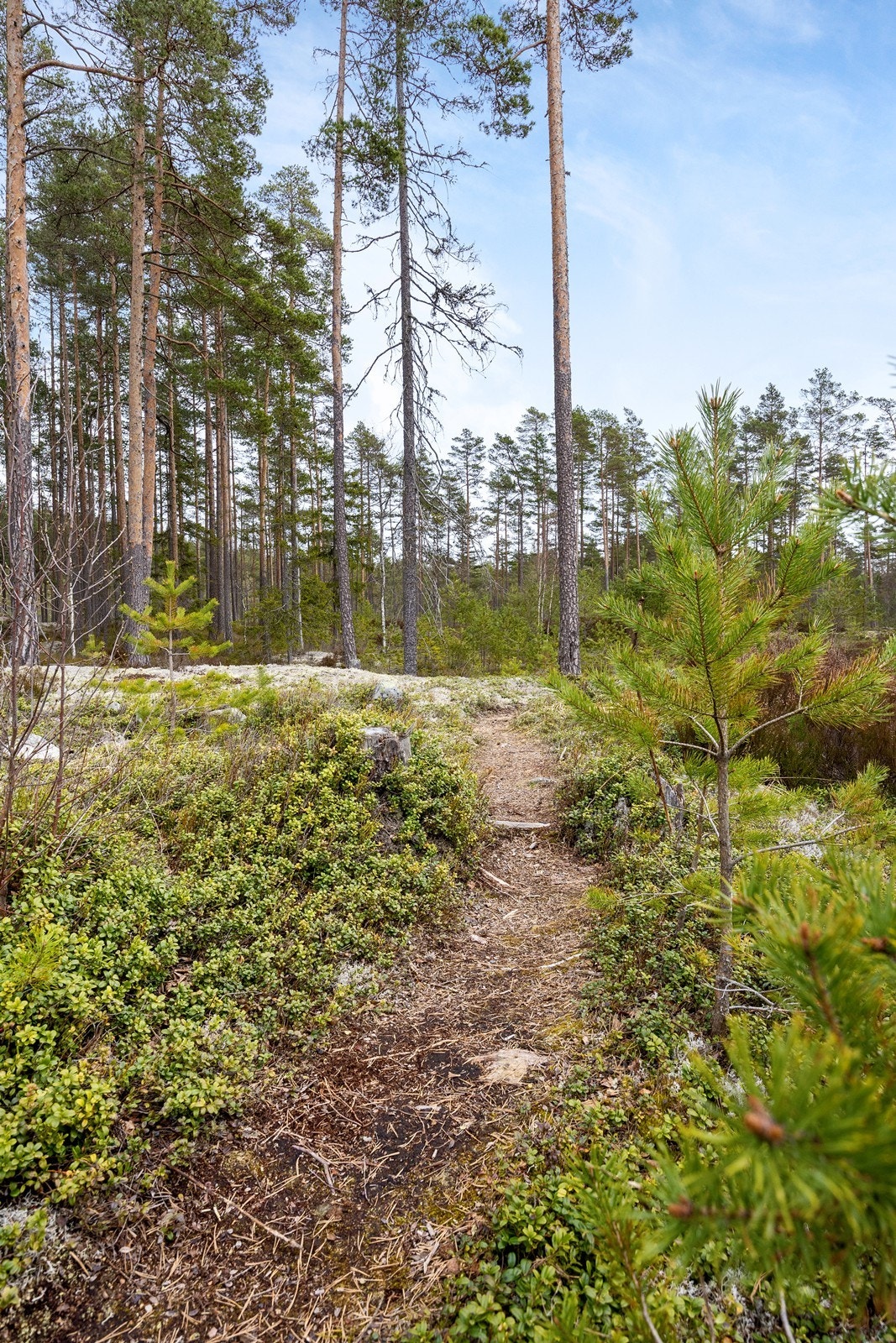 Området rundt hytta har utallige rekreasjonsmuligheter. Galleribilde