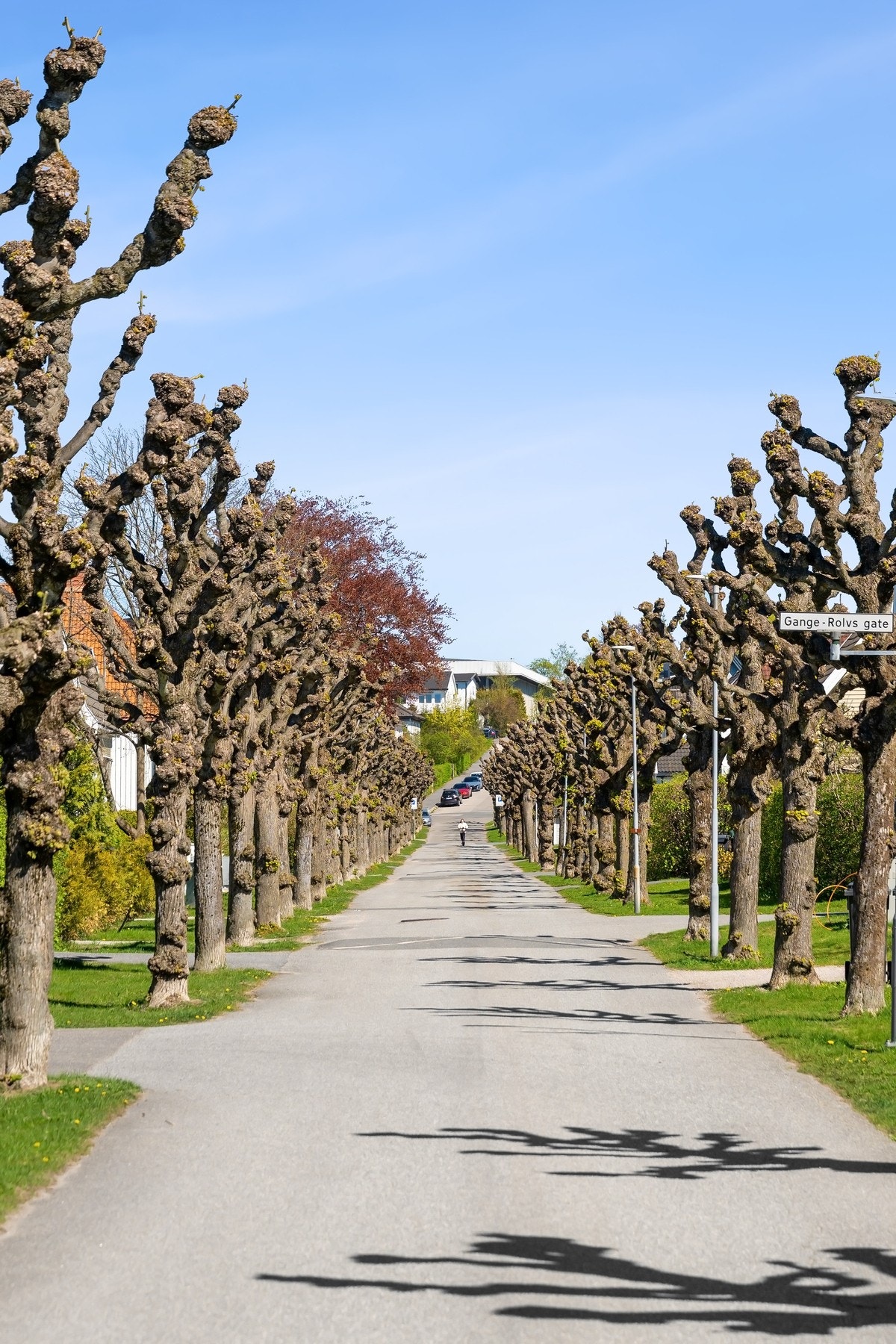 Hyggelig allé. Galleribilde