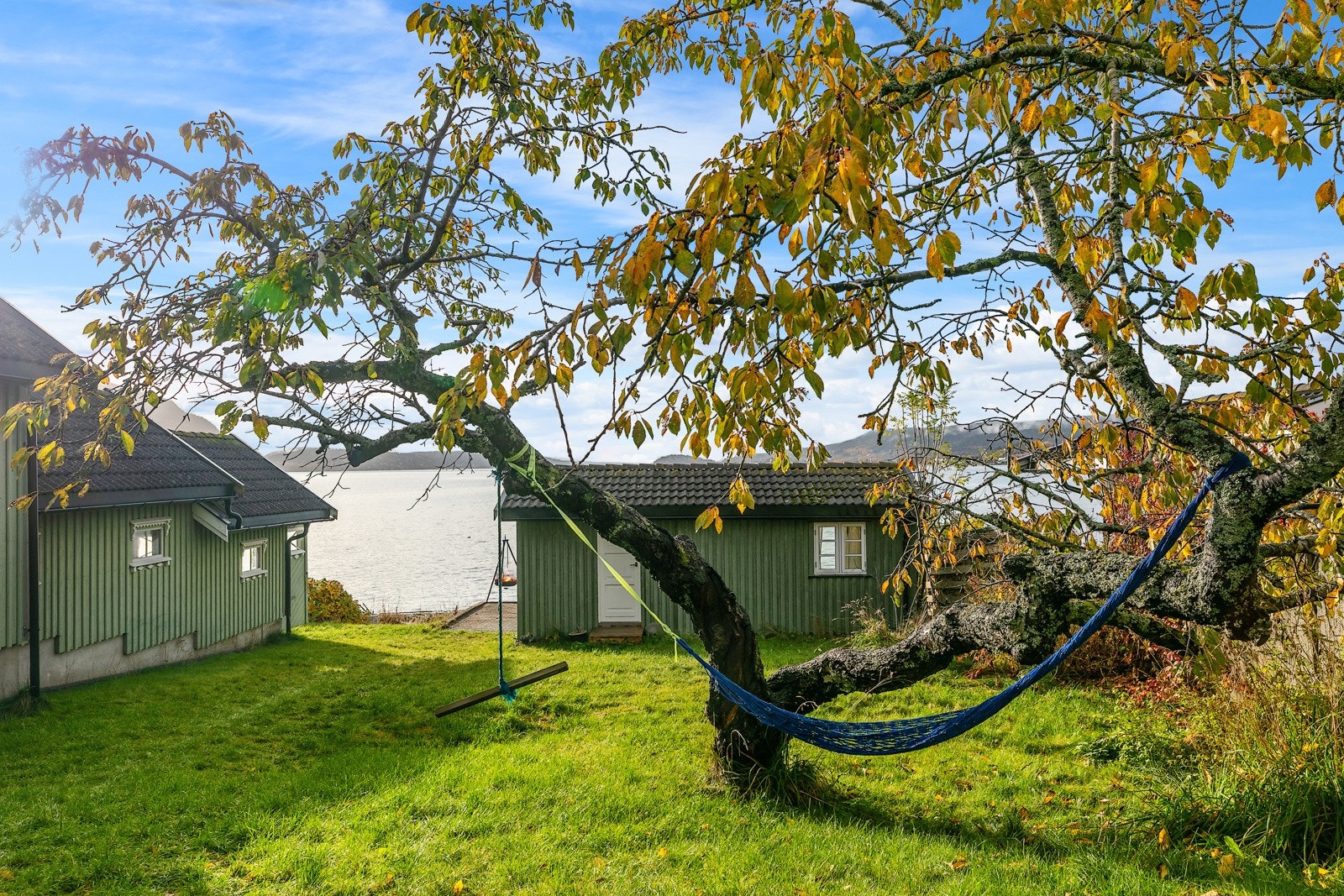 Frodig tomt, mer med morelltreen som bærer frukt i juli. Galleribilde