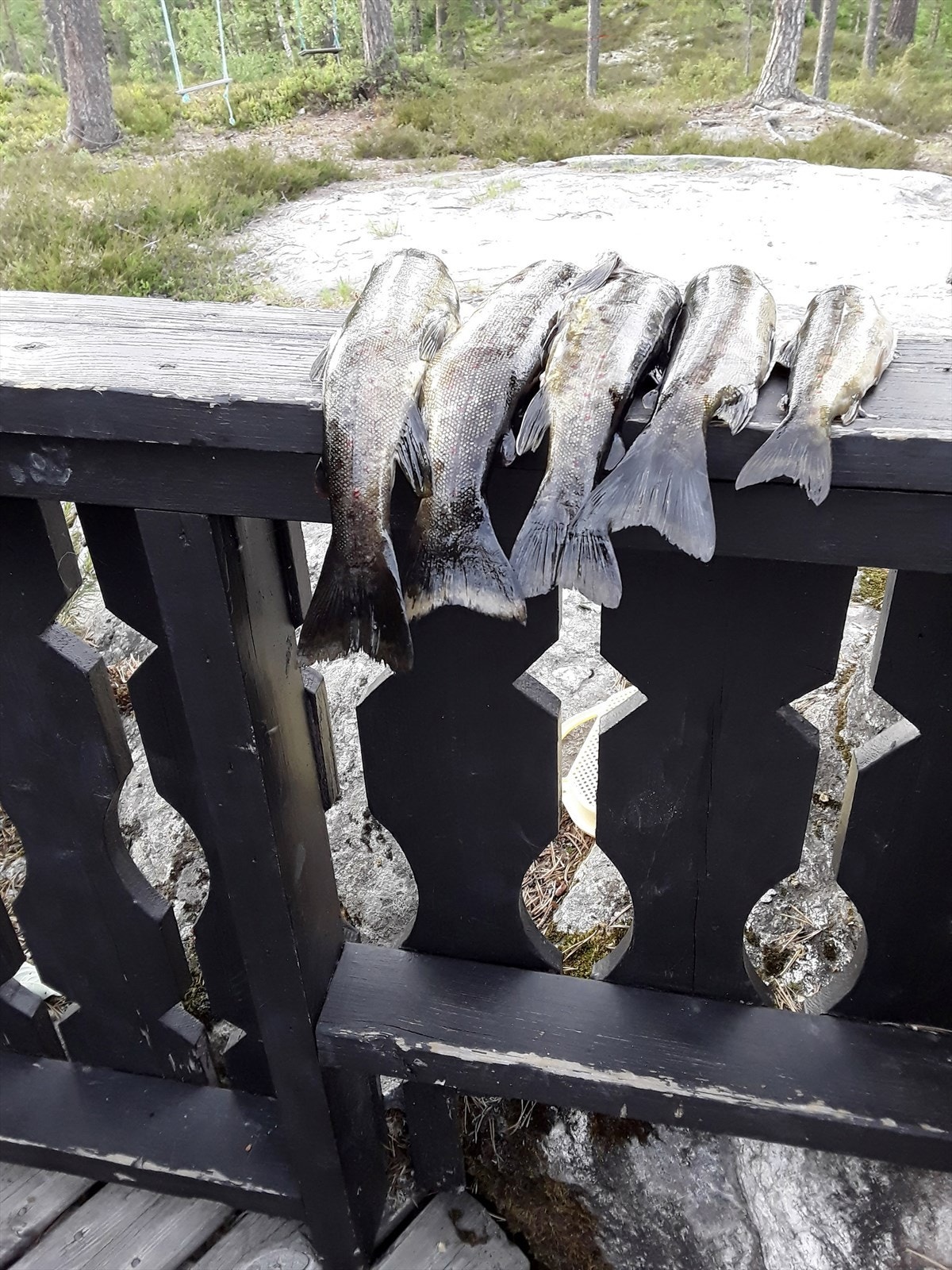 Fersk fisk fra Kaldingen - ekte hytteglede. (foto: privat) Galleribilde