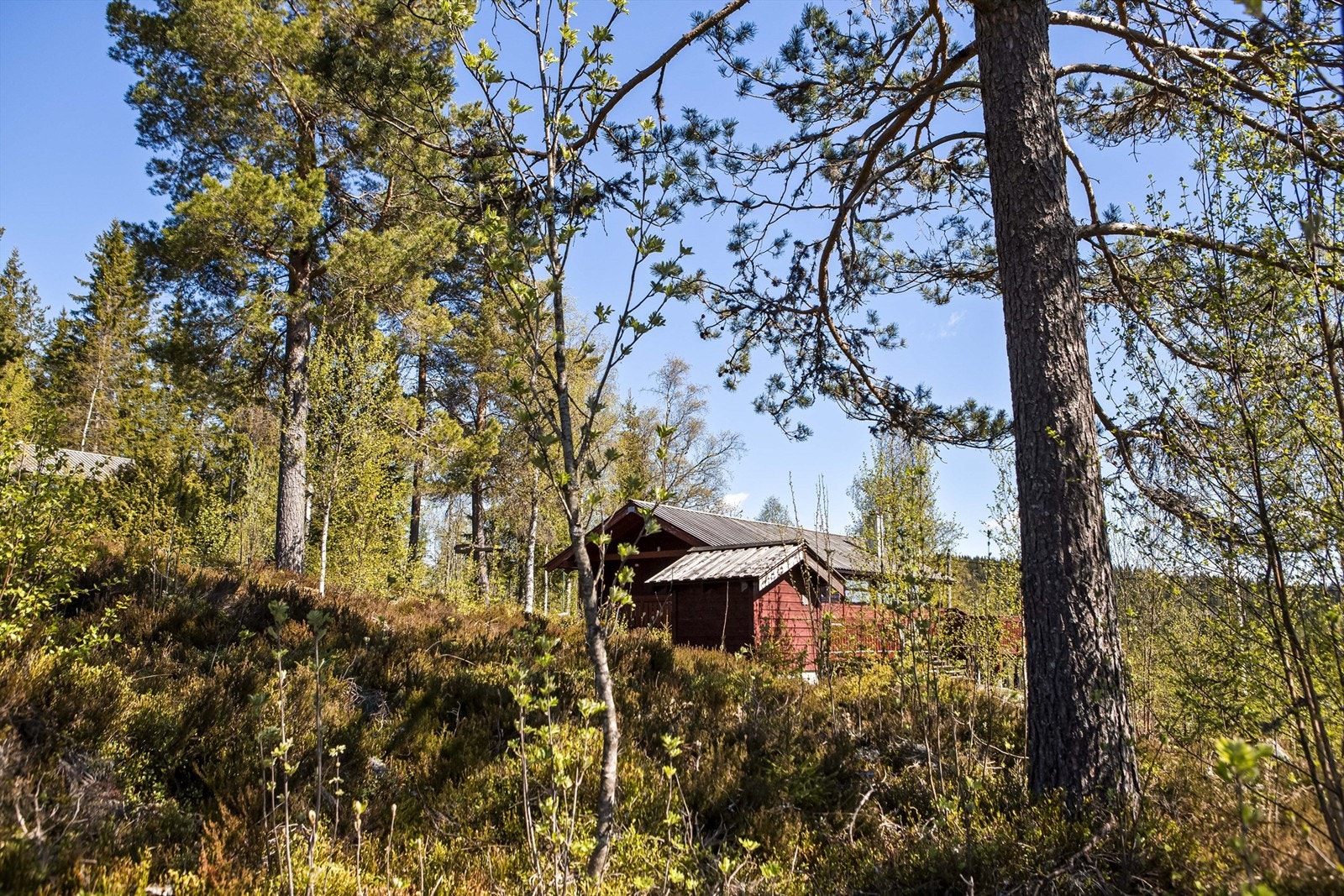 Hytta ligger fredelig til i et etablert hytteområde. Galleribilde