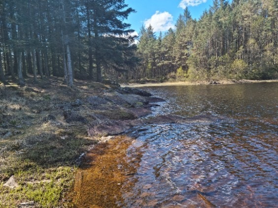 Bilde fra selger Galleribilde