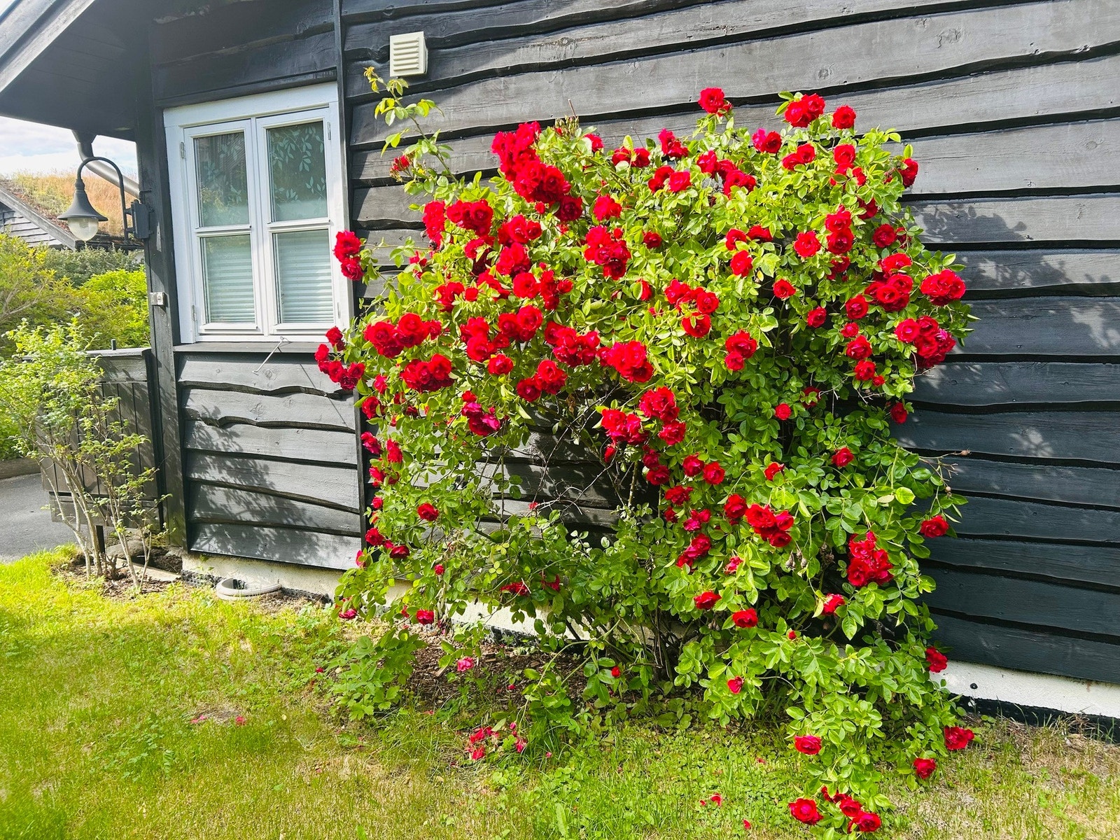 Pent opparbeidet uteareal. Galleribilde