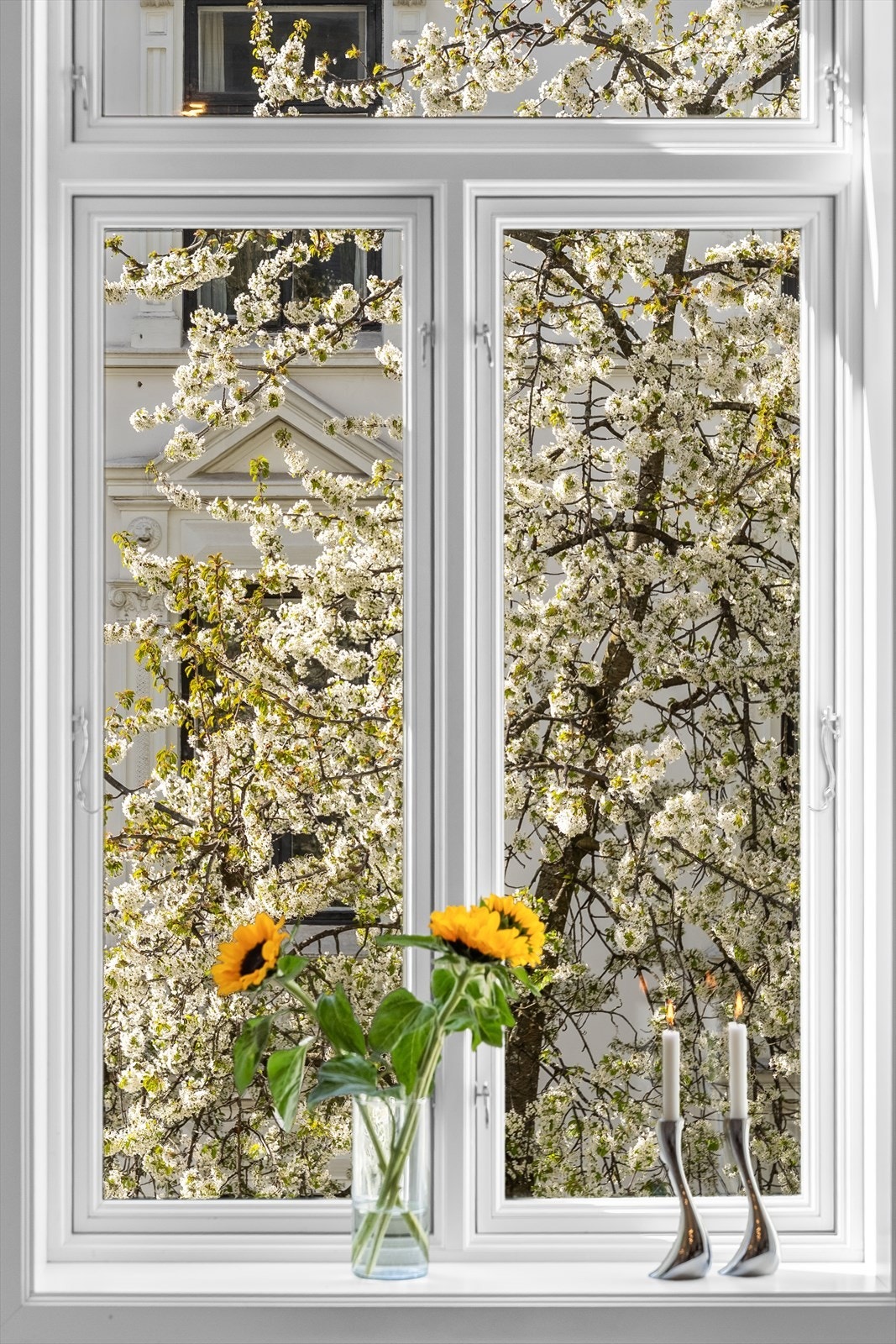Nydelig utsyn fra stuen med blomstrende kirsebærtrær i Frydenlundgata. Galleribilde
