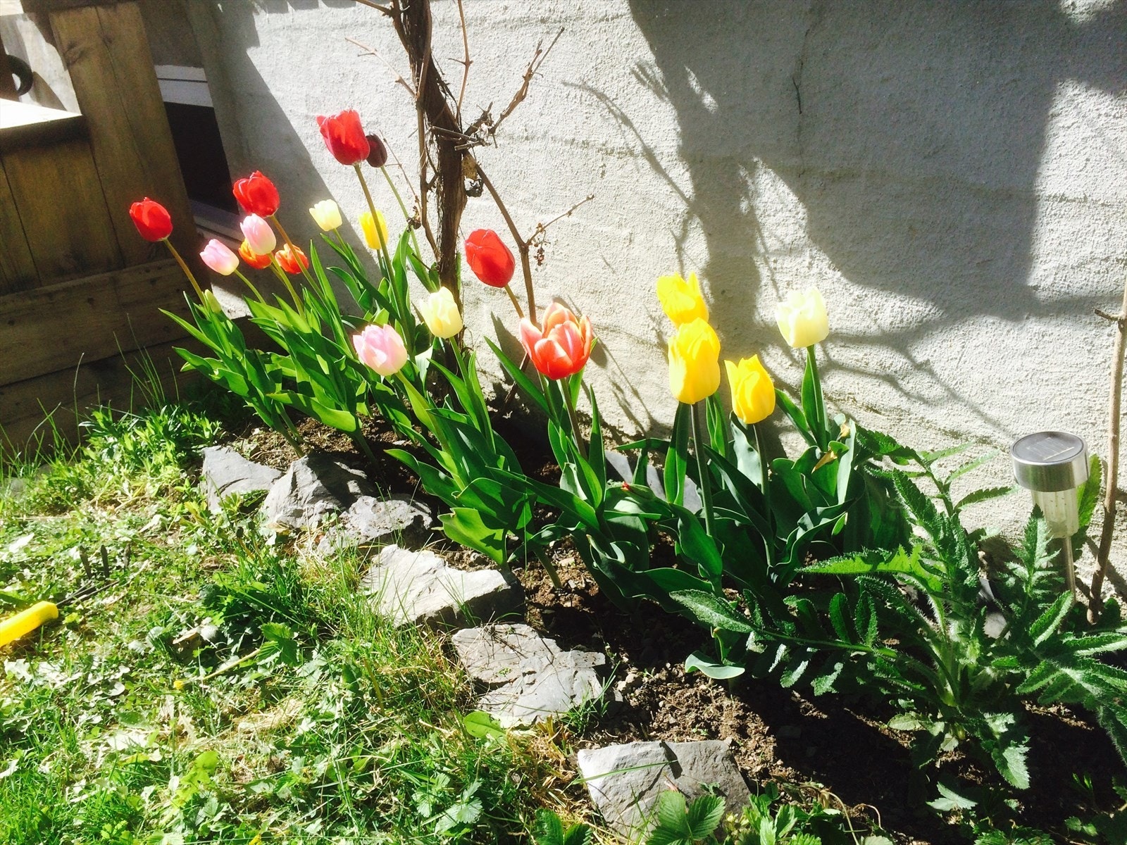Vårblomstring i hagen. Galleribilde