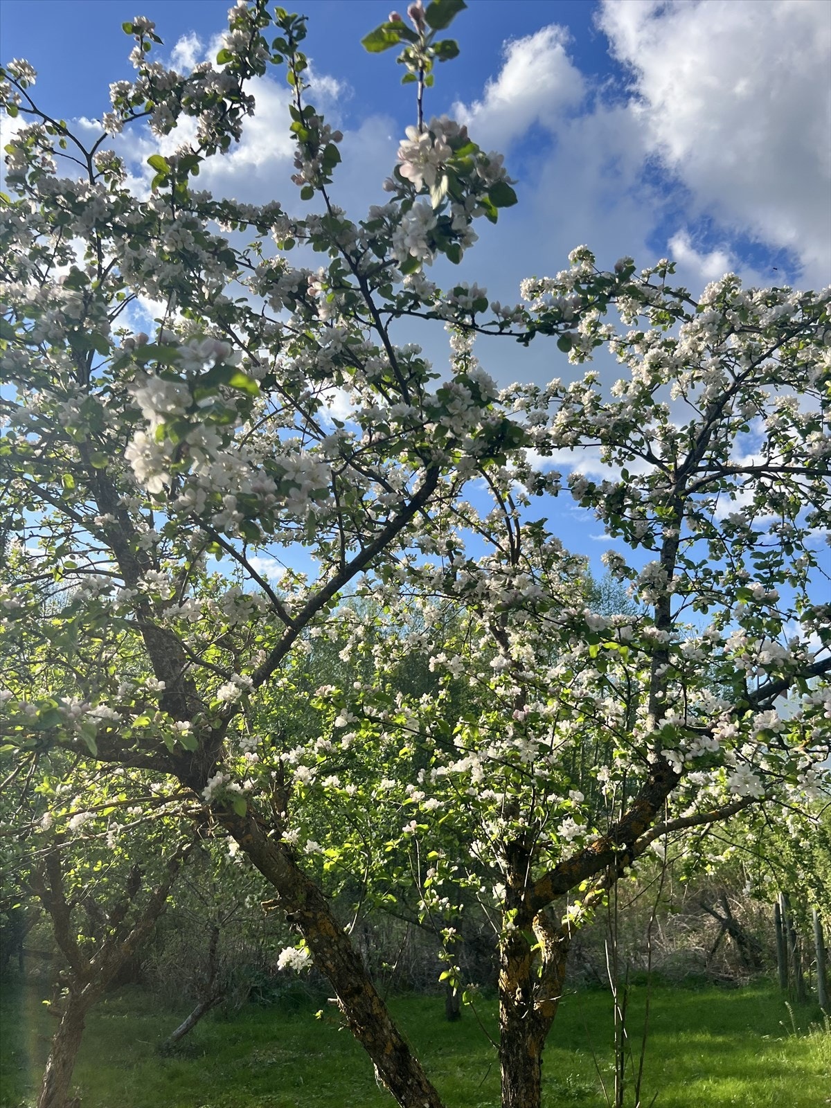Om våren står trærne i full blomst. Galleribilde