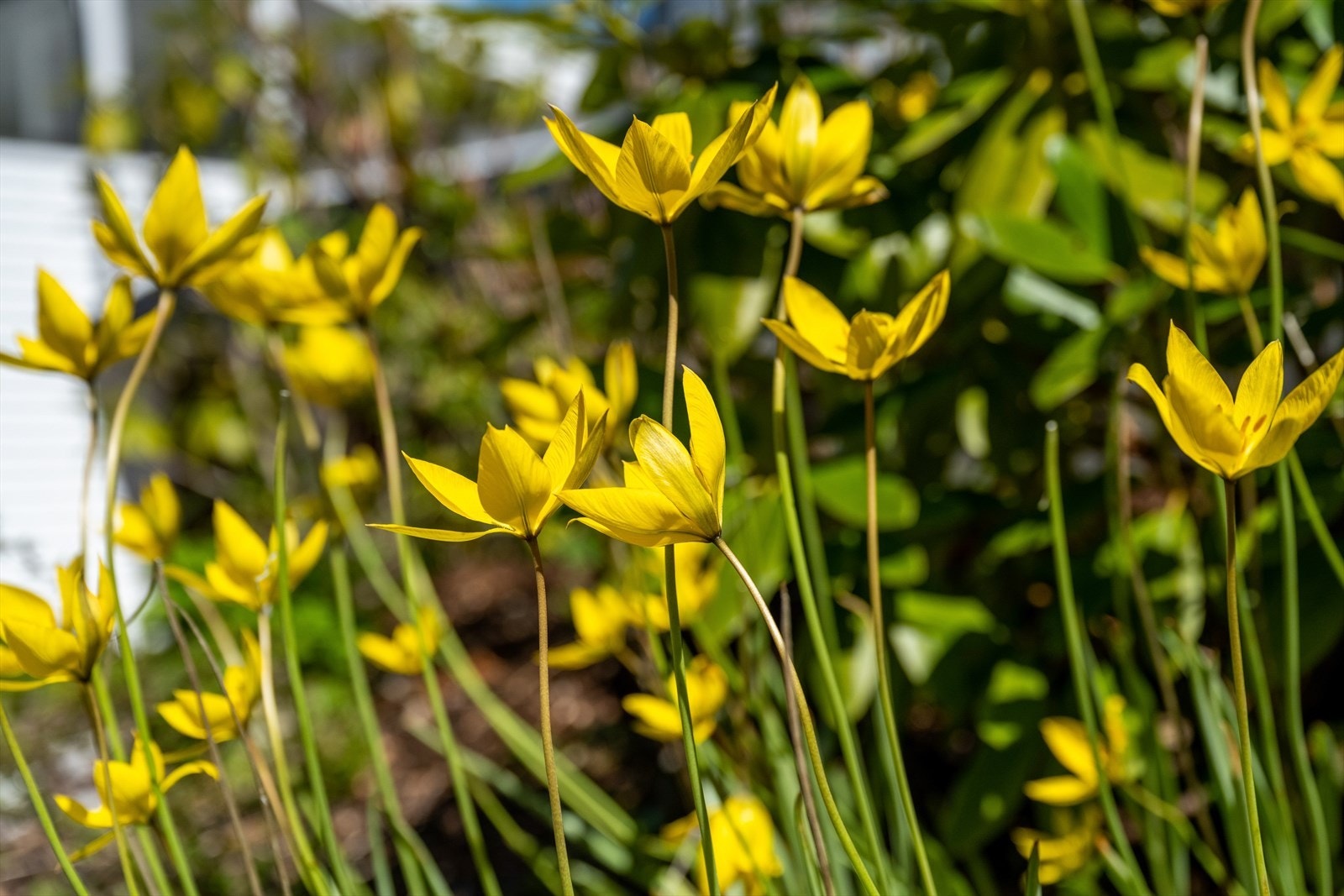 Hagen byr på frodig beplantning gjennom sesongen. Galleribilde