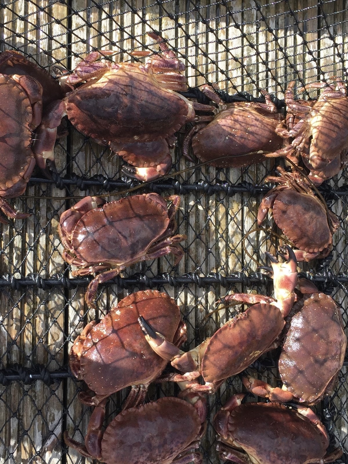 Krabber fra egne tegninger smaker bedre enn noen andre krabber! Galleribilde
