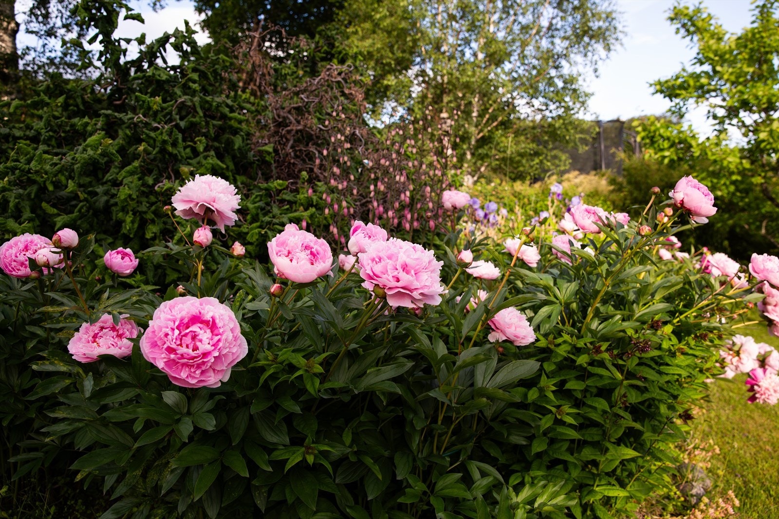 Hagen er en oase med rikelig blomstring. Galleribilde