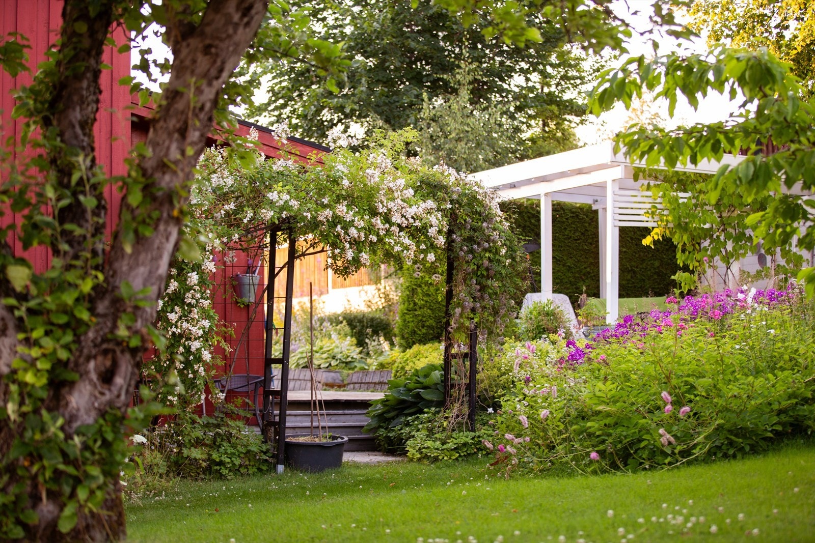En veletablert hage med trær, busker og blomsterbed. Galleribilde