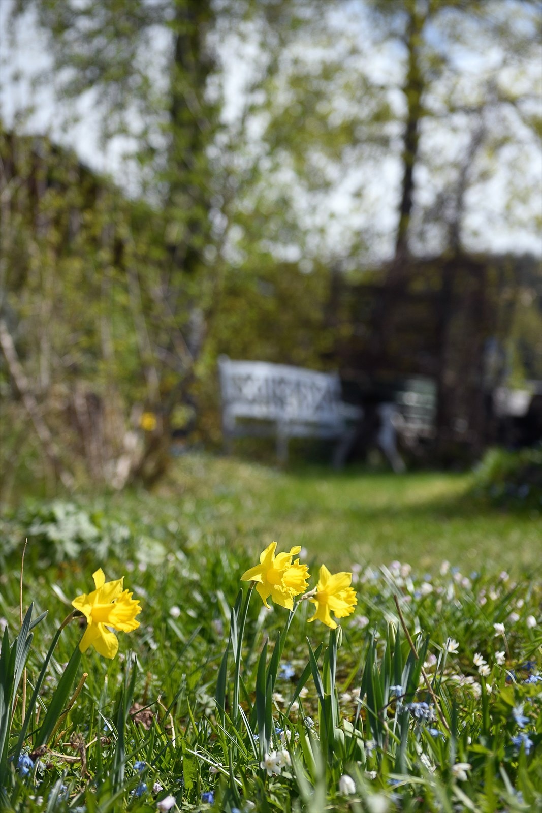 Vårblomstring i hagen. Galleribilde