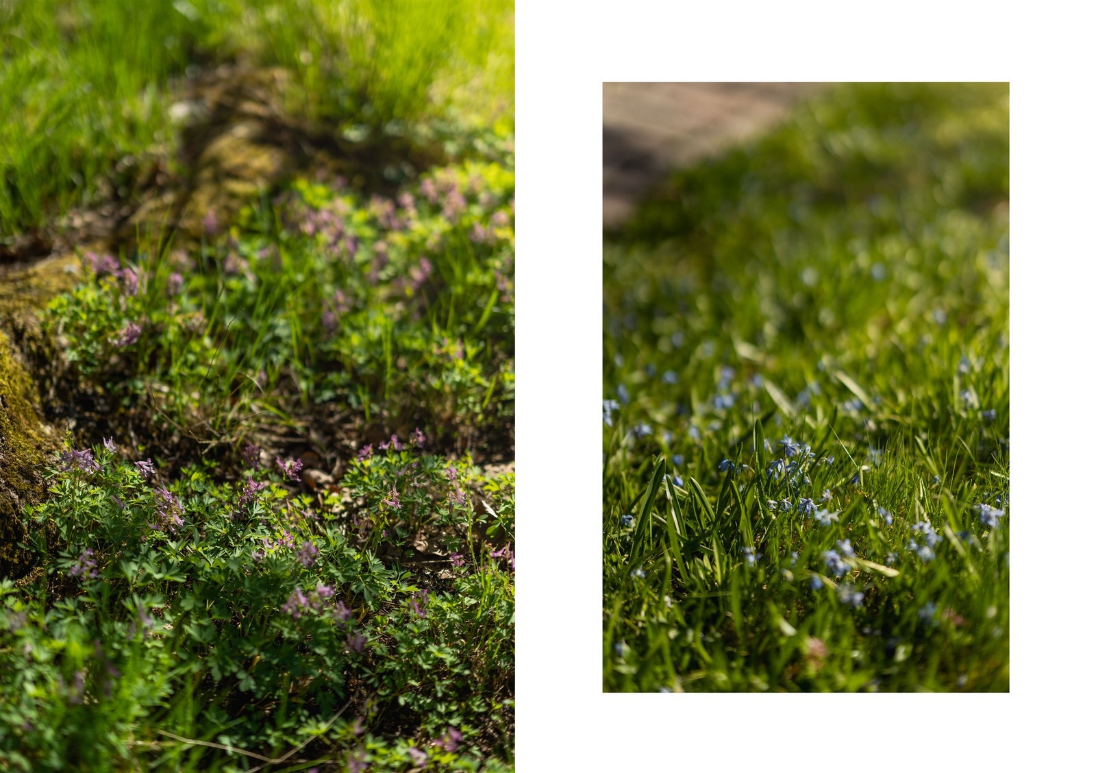 Tomten er pent opparbeidet. Store flater opparbeidet med gressplen, fin beplantning og vårblomster. Galleribilde