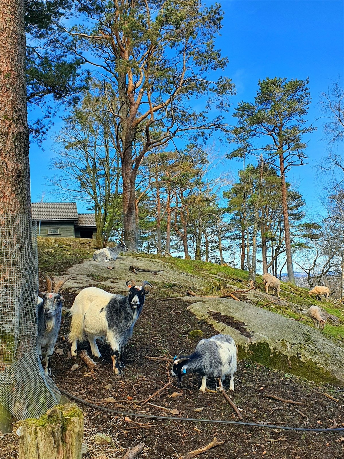 Gausel Fritidsgård ligger kun ca. 400 meter unna og er et populært tilbud i nærområdet. Galleribilde