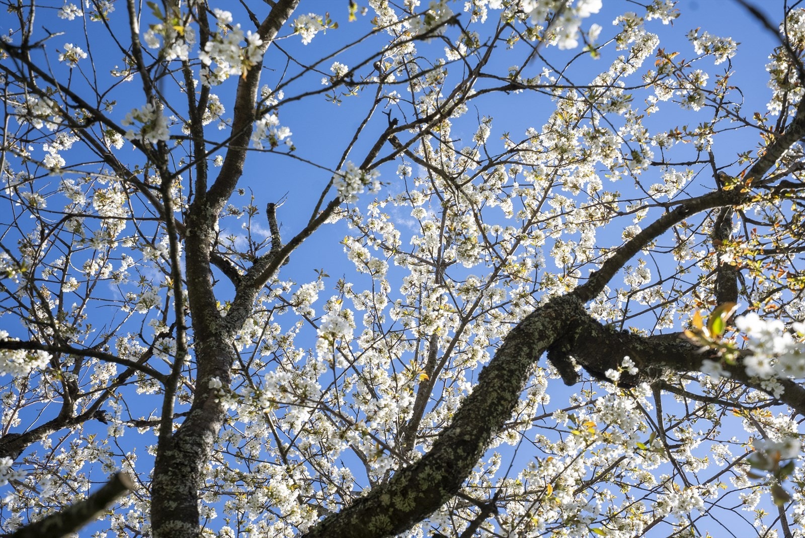 Vakker vårblomstring i hagen. Galleribilde