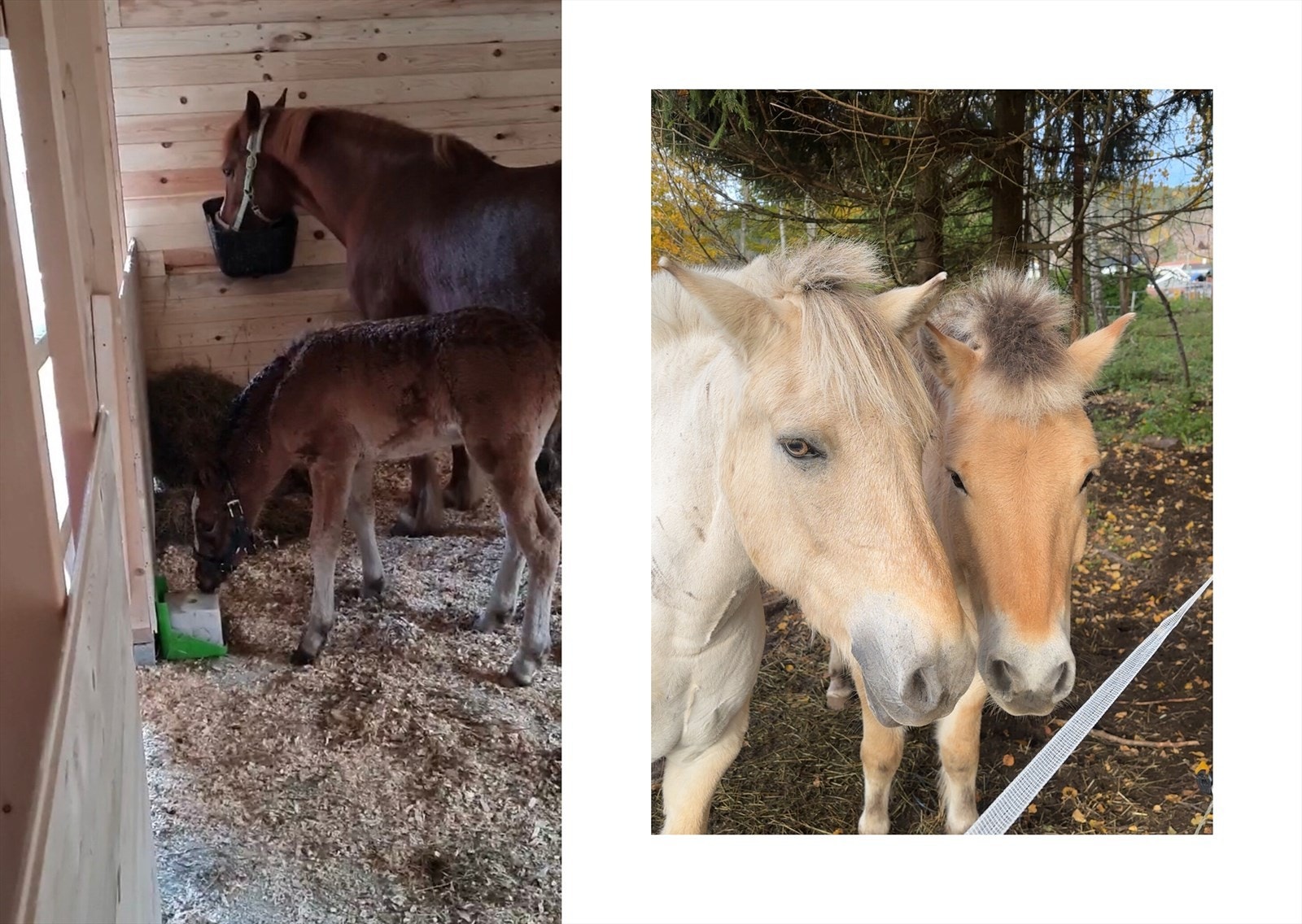 Selgers bilde fra stallboksen i låven samt ute på beite Galleribilde