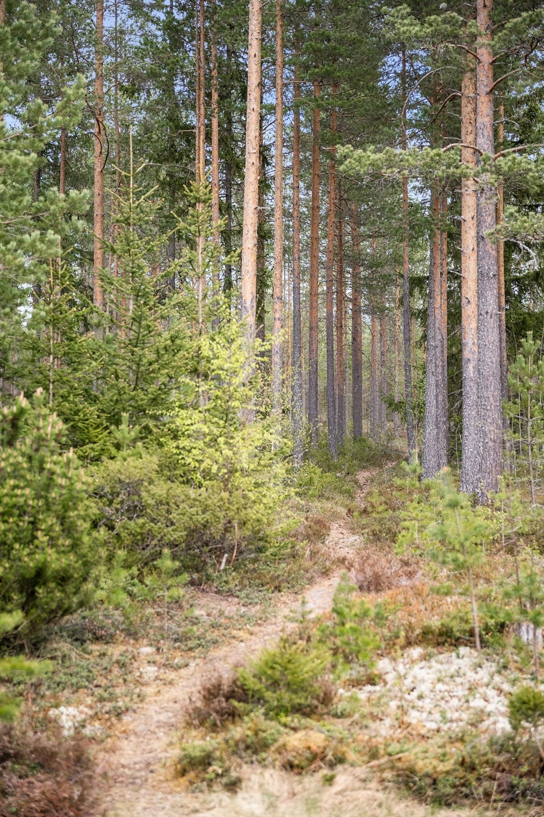 Bak boligen er en sti som leder opp til Trimplassen, bare 250 meter unna; et utmerket utgangspunkt for turer i marka både på ski, sykkel og til fots. Galleribilde