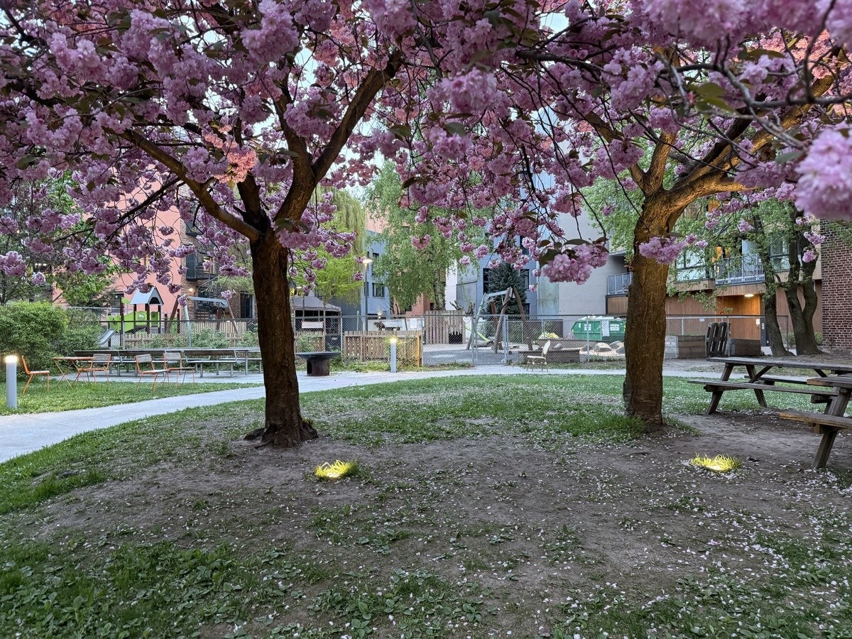Felles bakgård nummer 1 Galleribilde