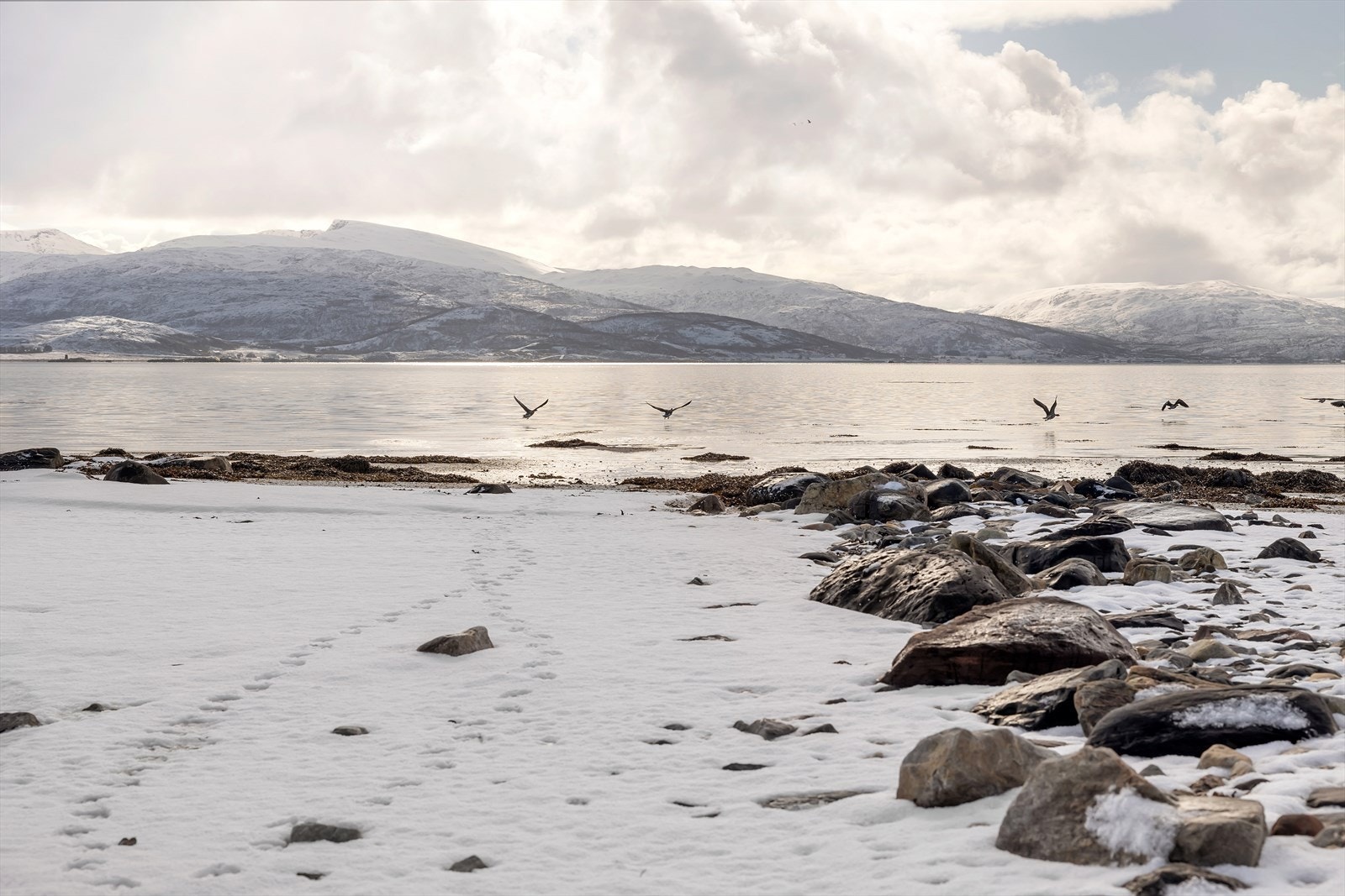 Masse fugleliv i fjæra. Eiendommen går helt ned til sjøen, se oversiktskart og komplett salgsoppgave. Galleribilde