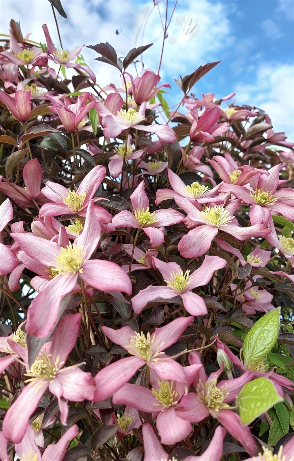 Bilder fra selger - Vakre blomster fra hagen Galleribilde
