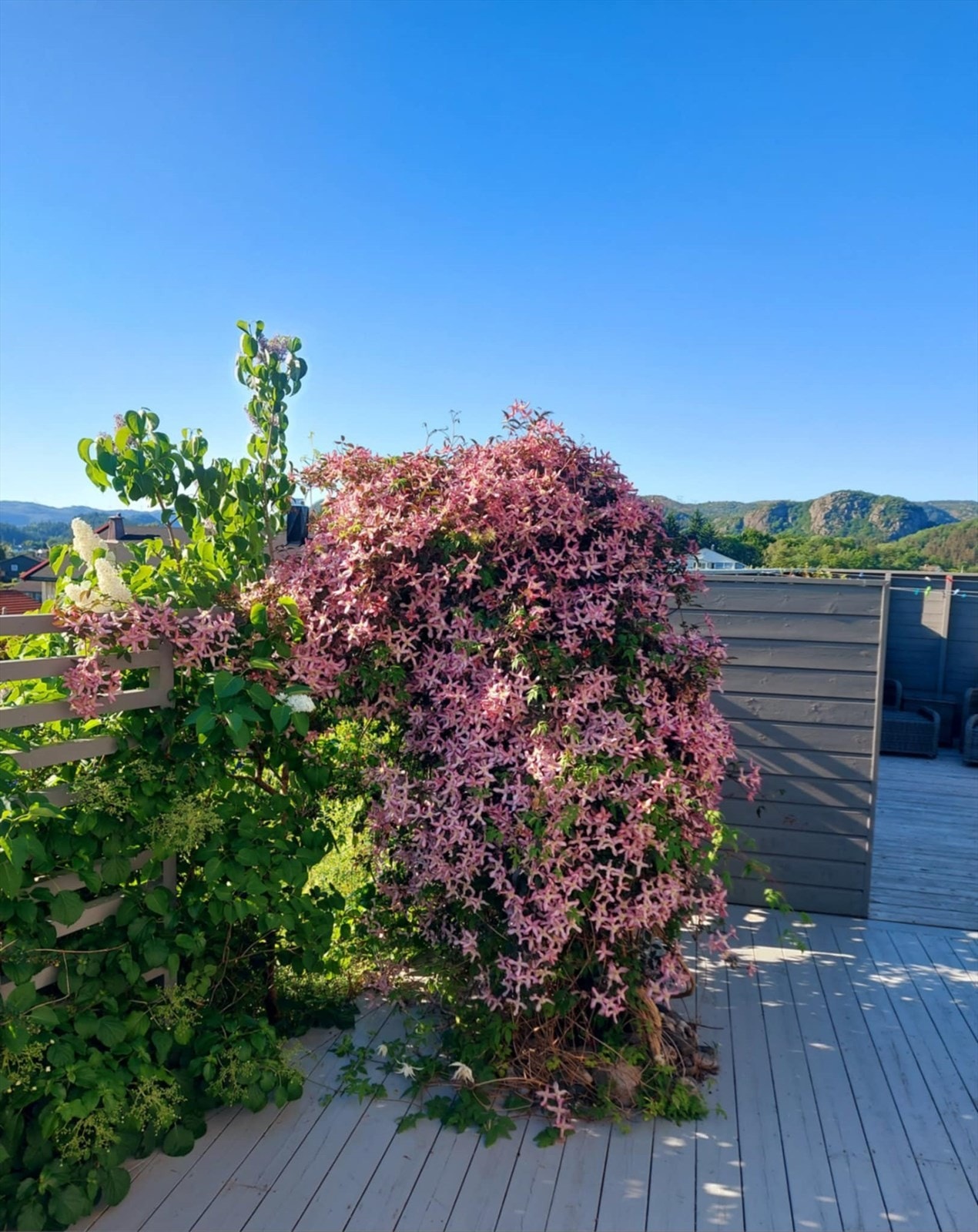 Bilder fra selger Galleribilde