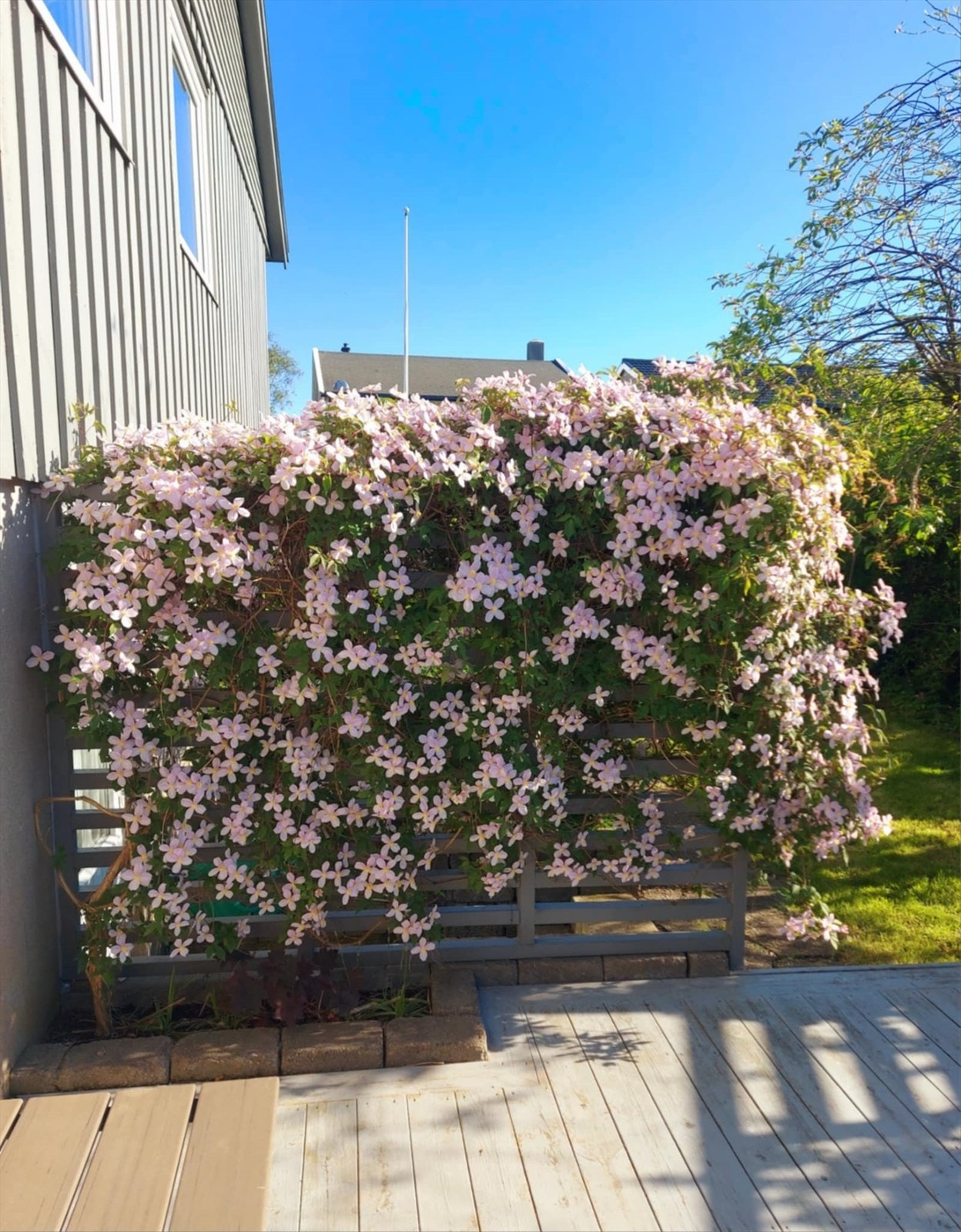 Bilder fra selger - Hagen har nydelige busker og blomster. Klematisen er et syn i blomstring. Galleribilde
