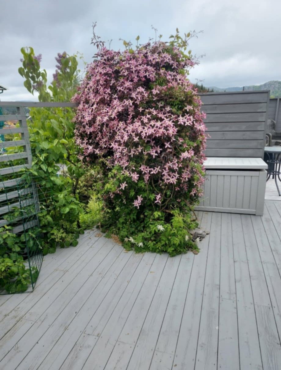 Bilder fra selger Galleribilde