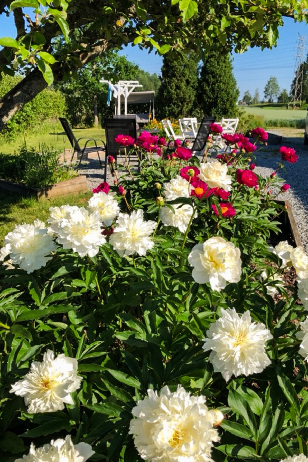 Gamle pioner i blomstring Galleribilde