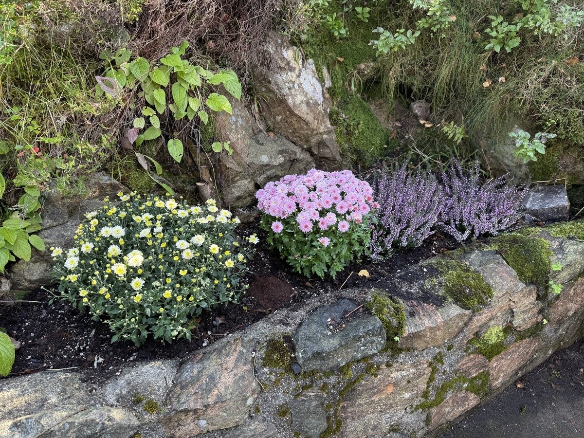 Blomster utenfor inngangen, ved privat uteplass som hører til leiligheten. Galleribilde