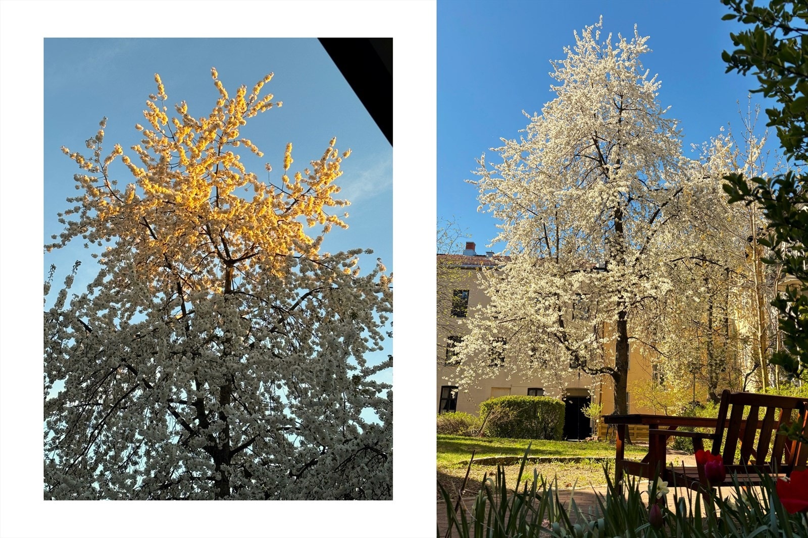 Et stort kirsebærtre i bakgården blomstrer i nydelige hvite blomster om våren - et flott skue! Galleribilde