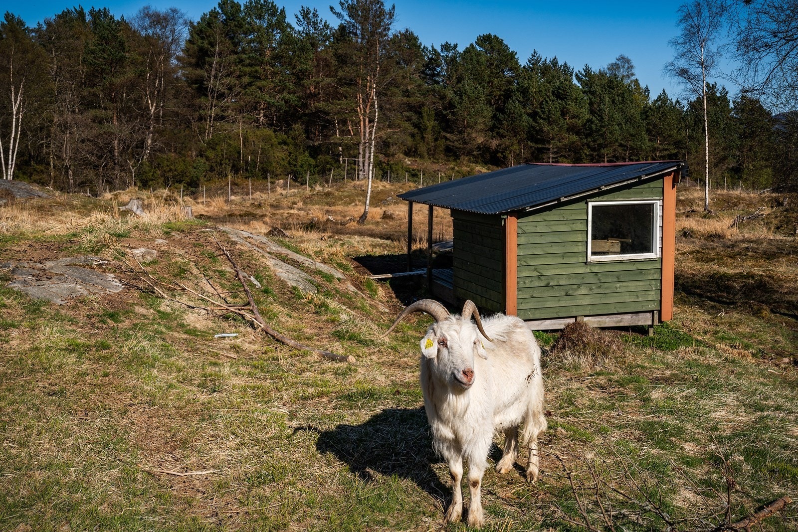 Eiendommen byr på ekte gårdsidyll - og som prikken over i-en følger tre geiter med på salget. Galleribilde
