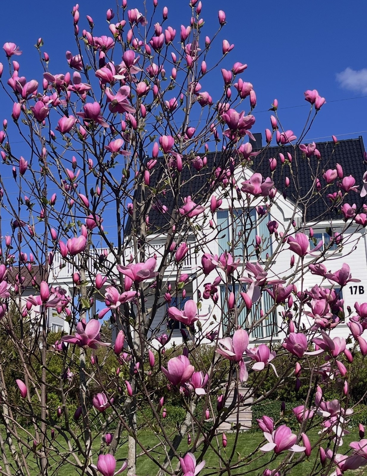 Selgers egne bilder gav den nydelige blomstrende hagen Galleribilde